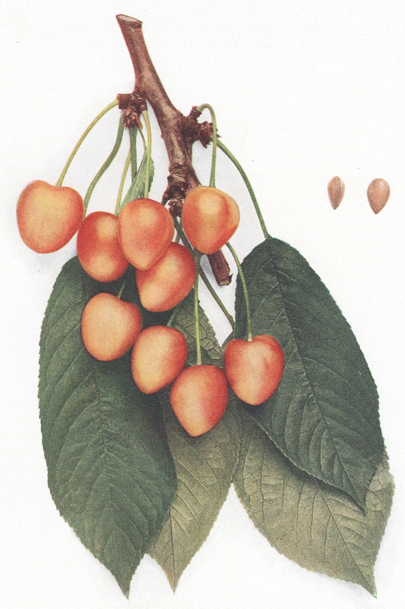 Hedrick, U.P. – Cherries of New York
