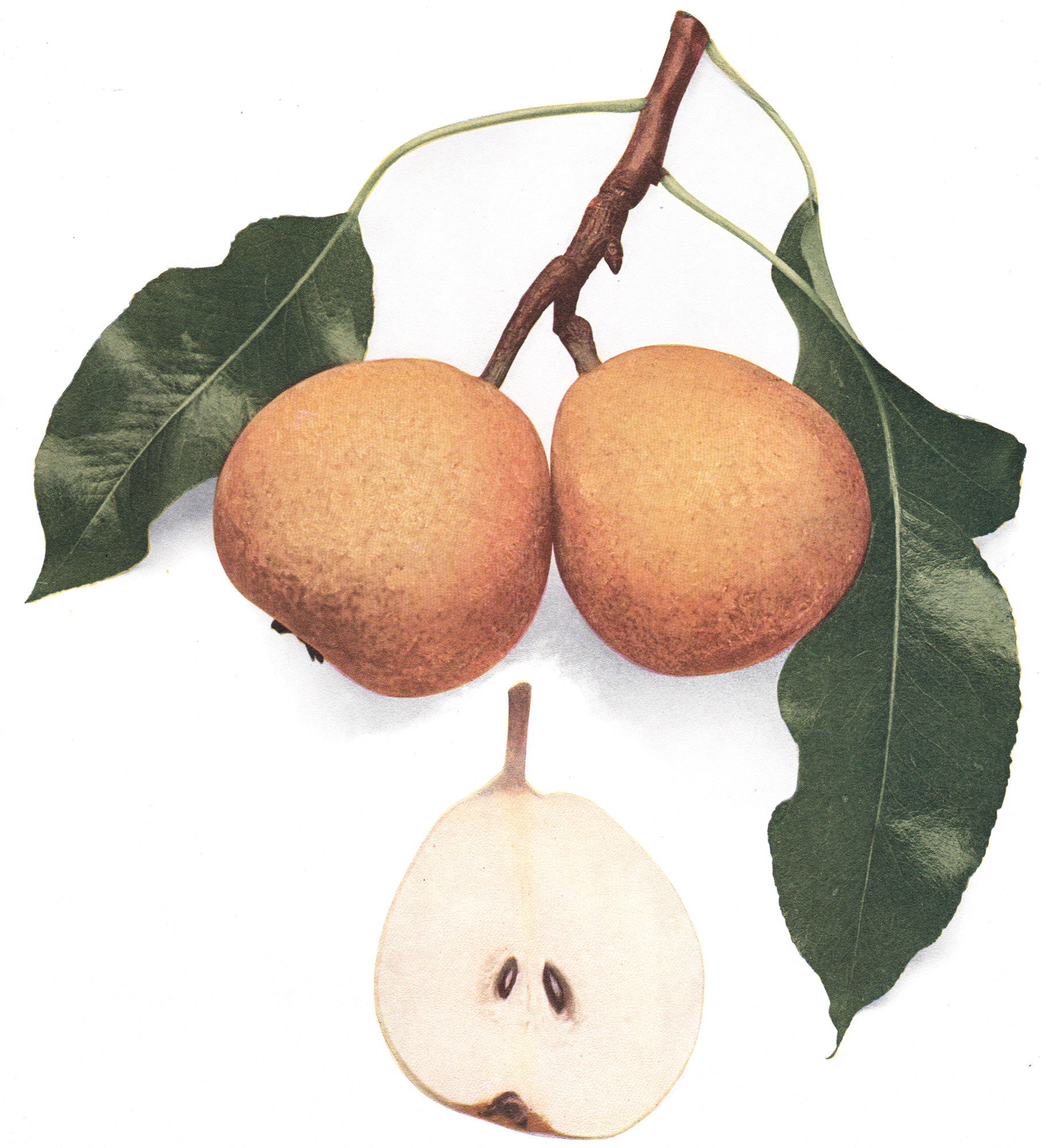 Hedrick, U.P. – The Pears of New York