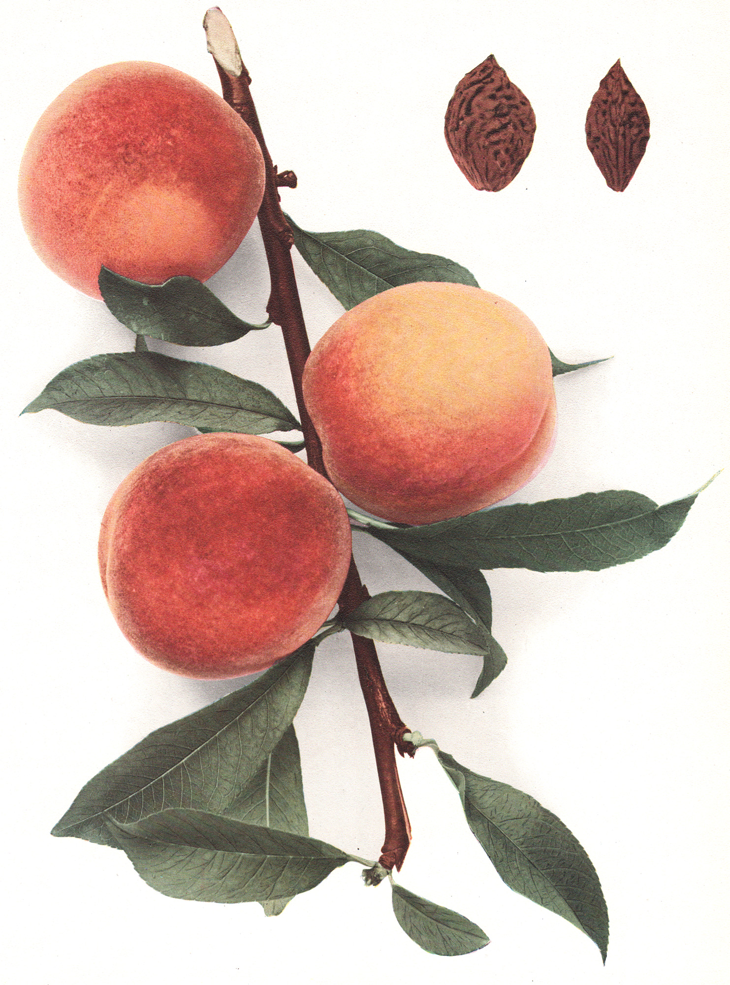 Hedrick, U.P. – The Peaches of New York