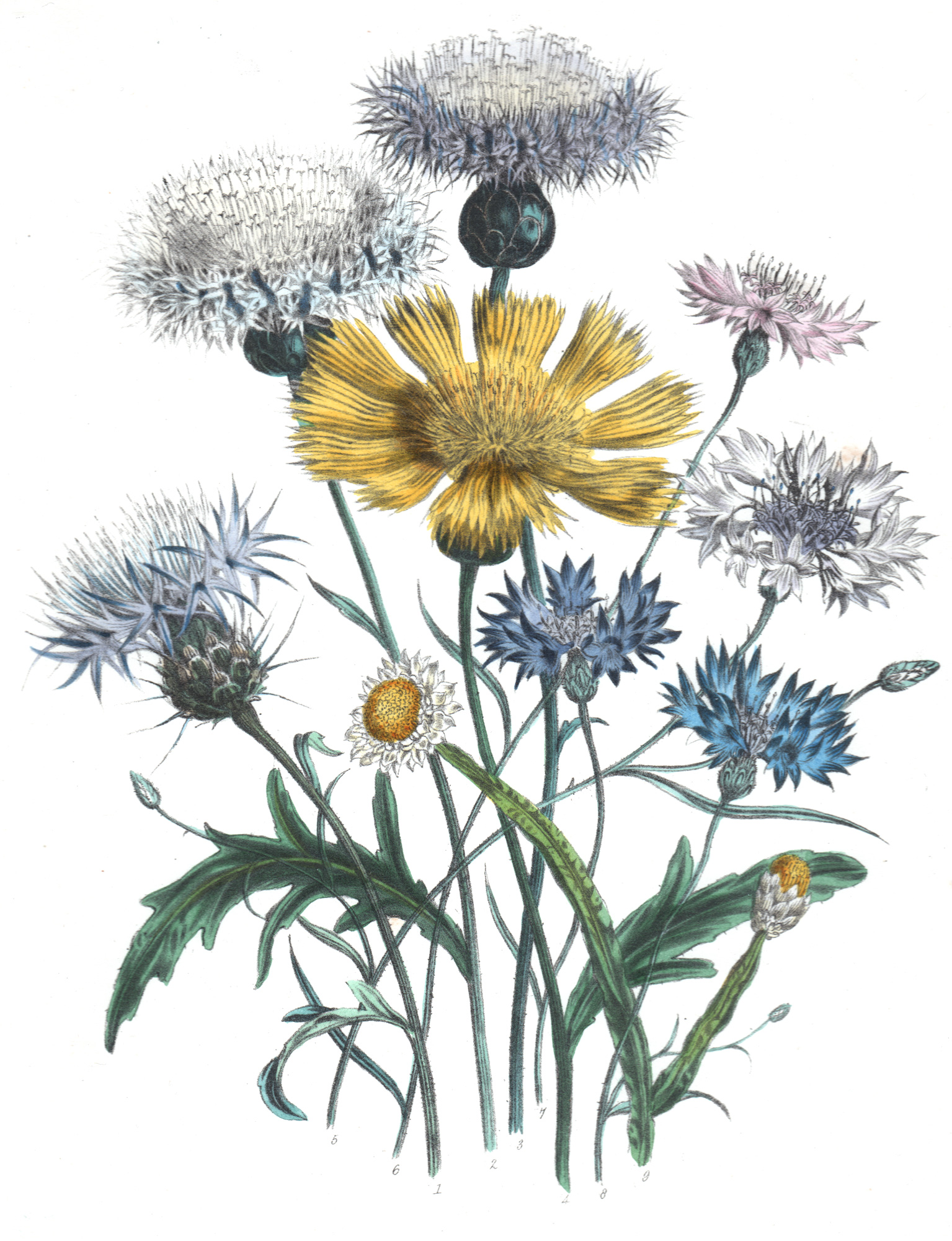 Loudon, Jane Wells – Ladies Flower-Garden