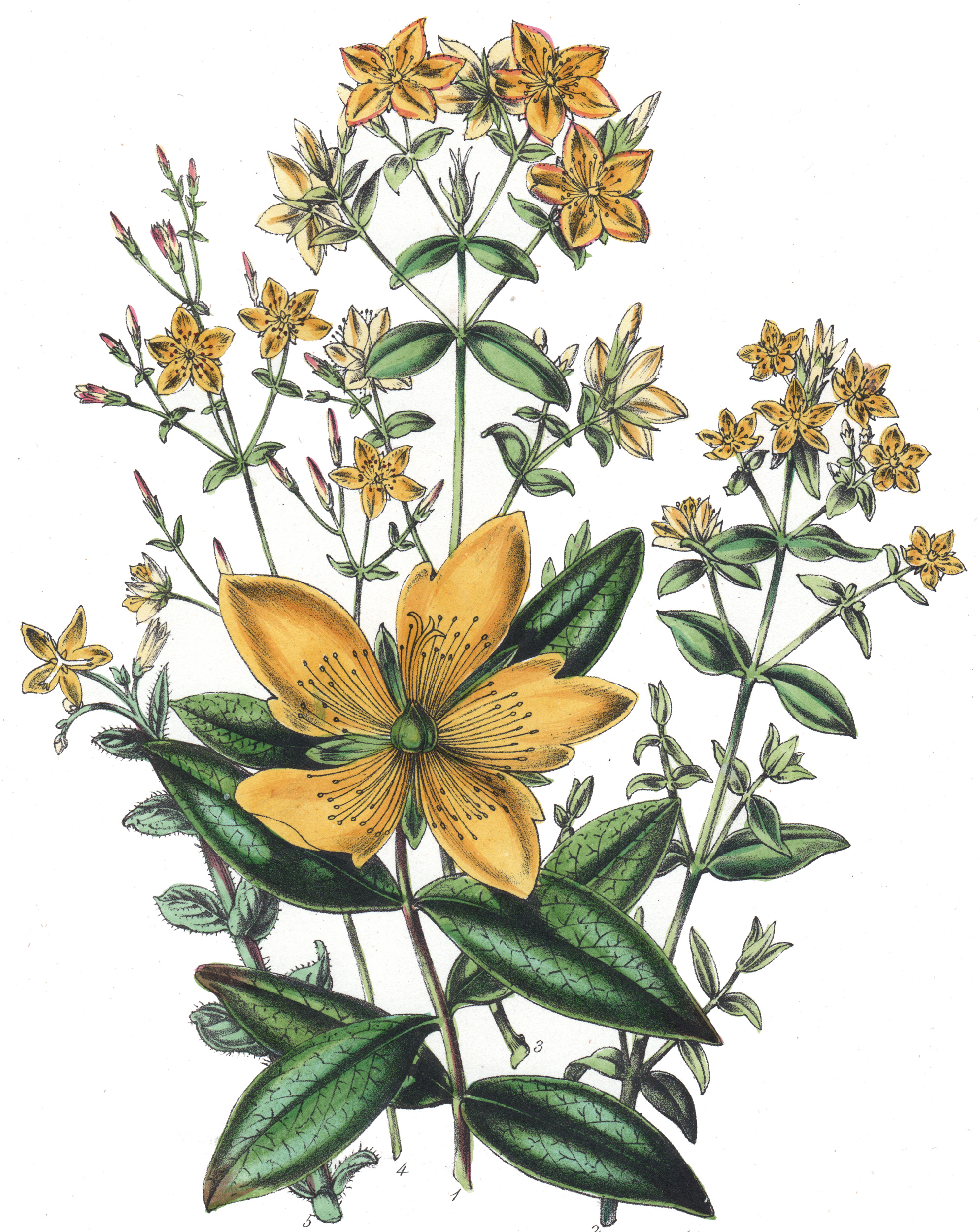 Loudon, Jane Wells – British Wild Flowers
