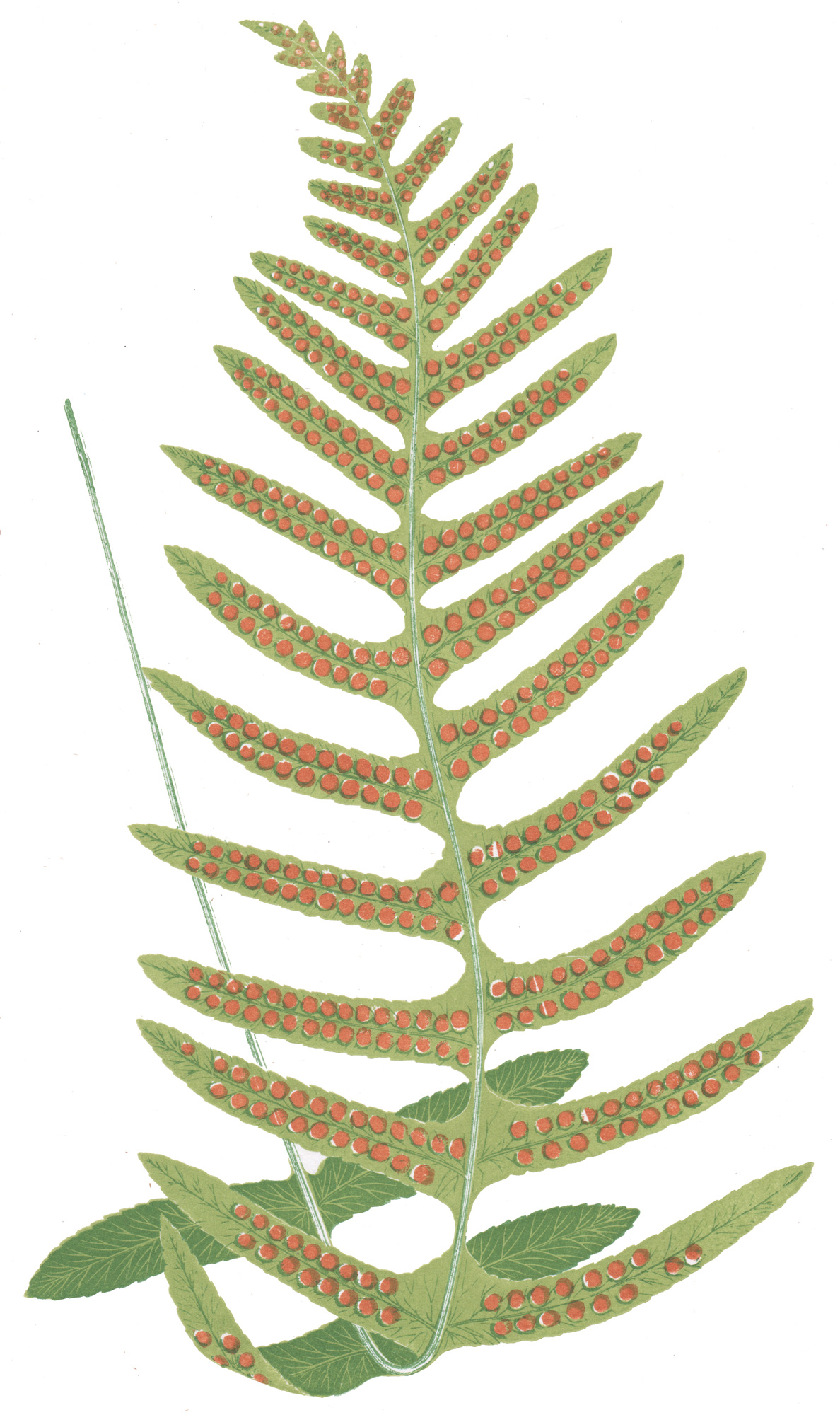 Lowe, E.J. – Our Native Ferns