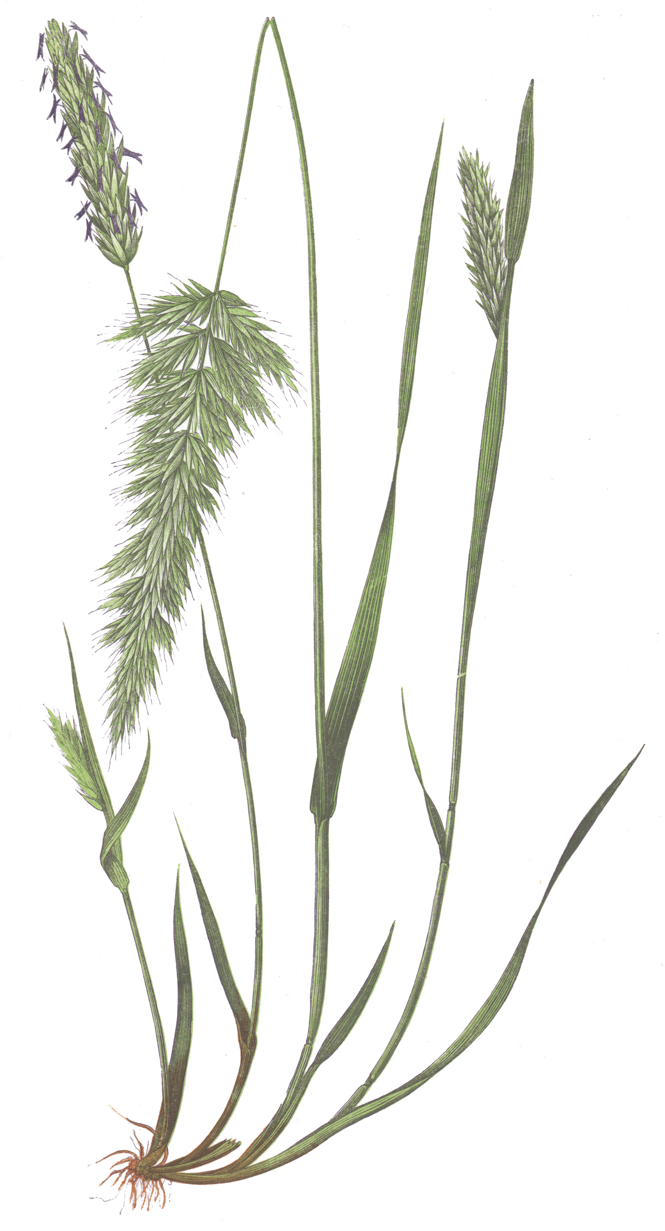 Lowe, E.J. – British Grasses