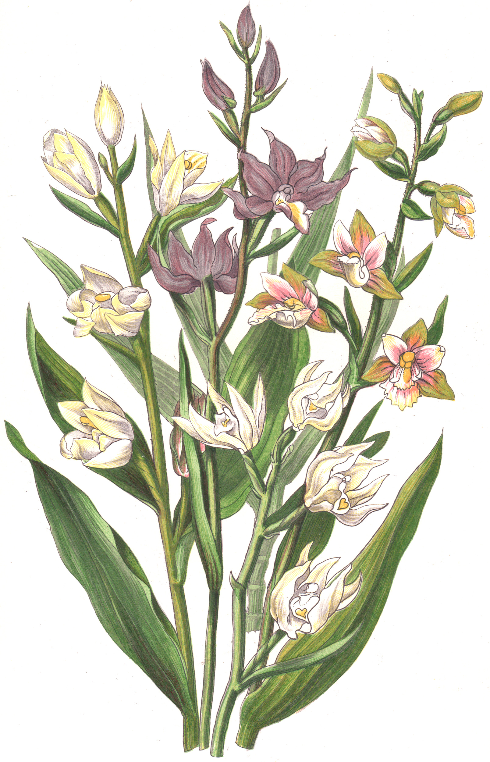 Pratt, Anne – Flowering Plants