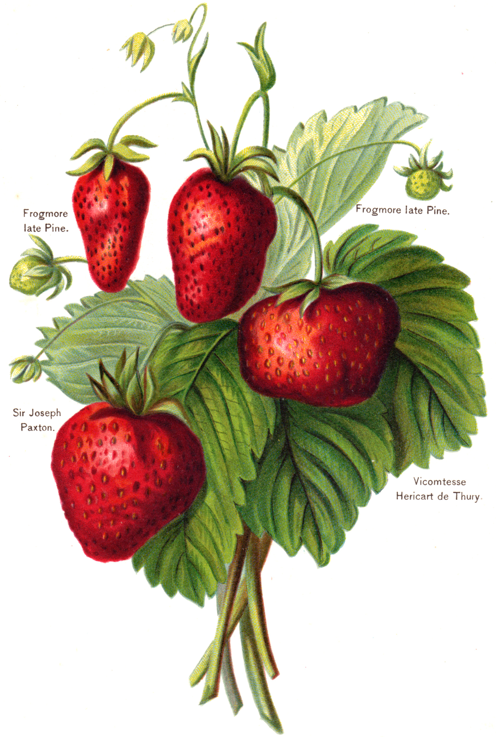 Wright, John / Miss May Rivers – Fruit Grower's Guide 1890s