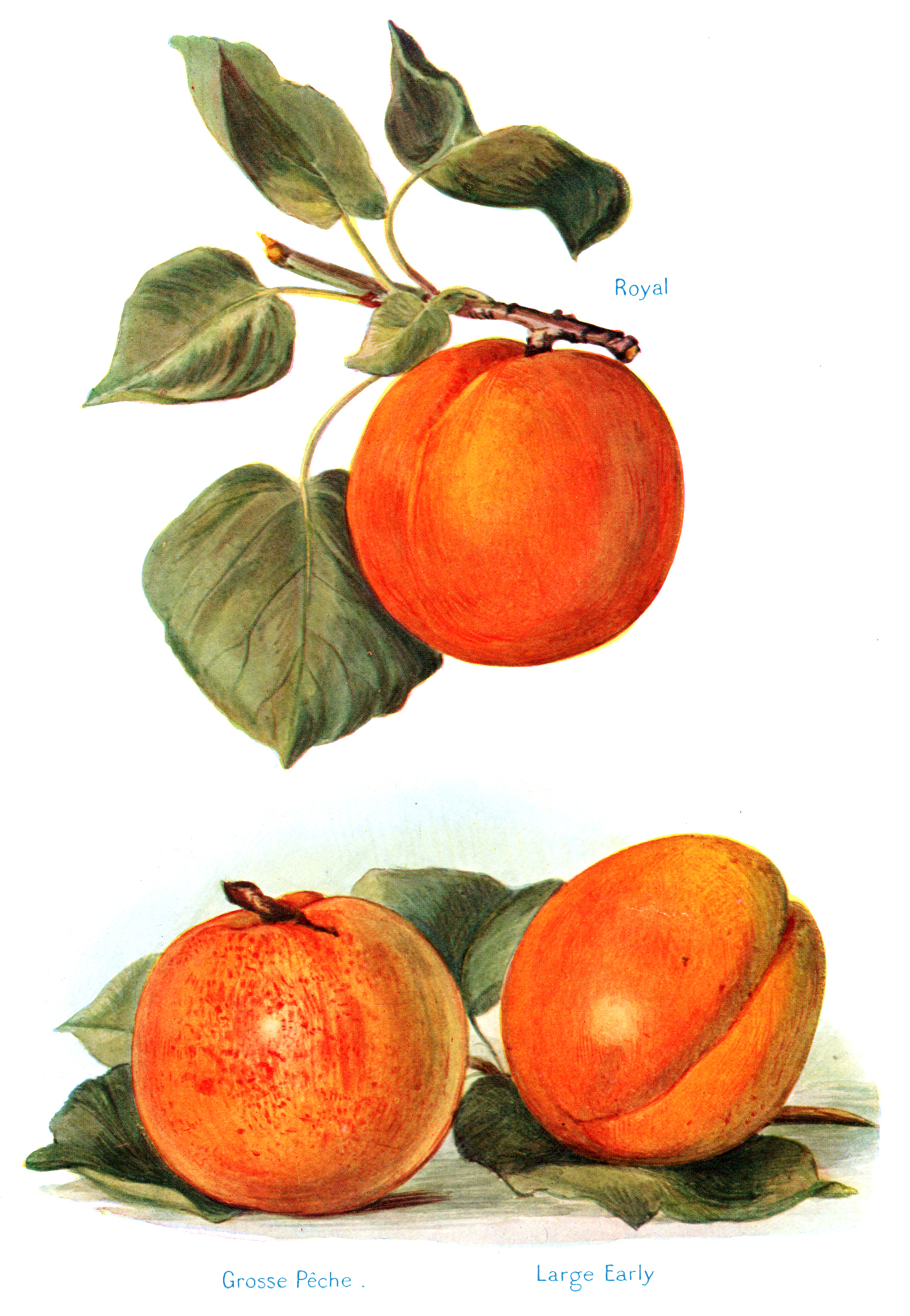 Wright, John / Miss May Rivers – Fruit Grower's Guide 1924