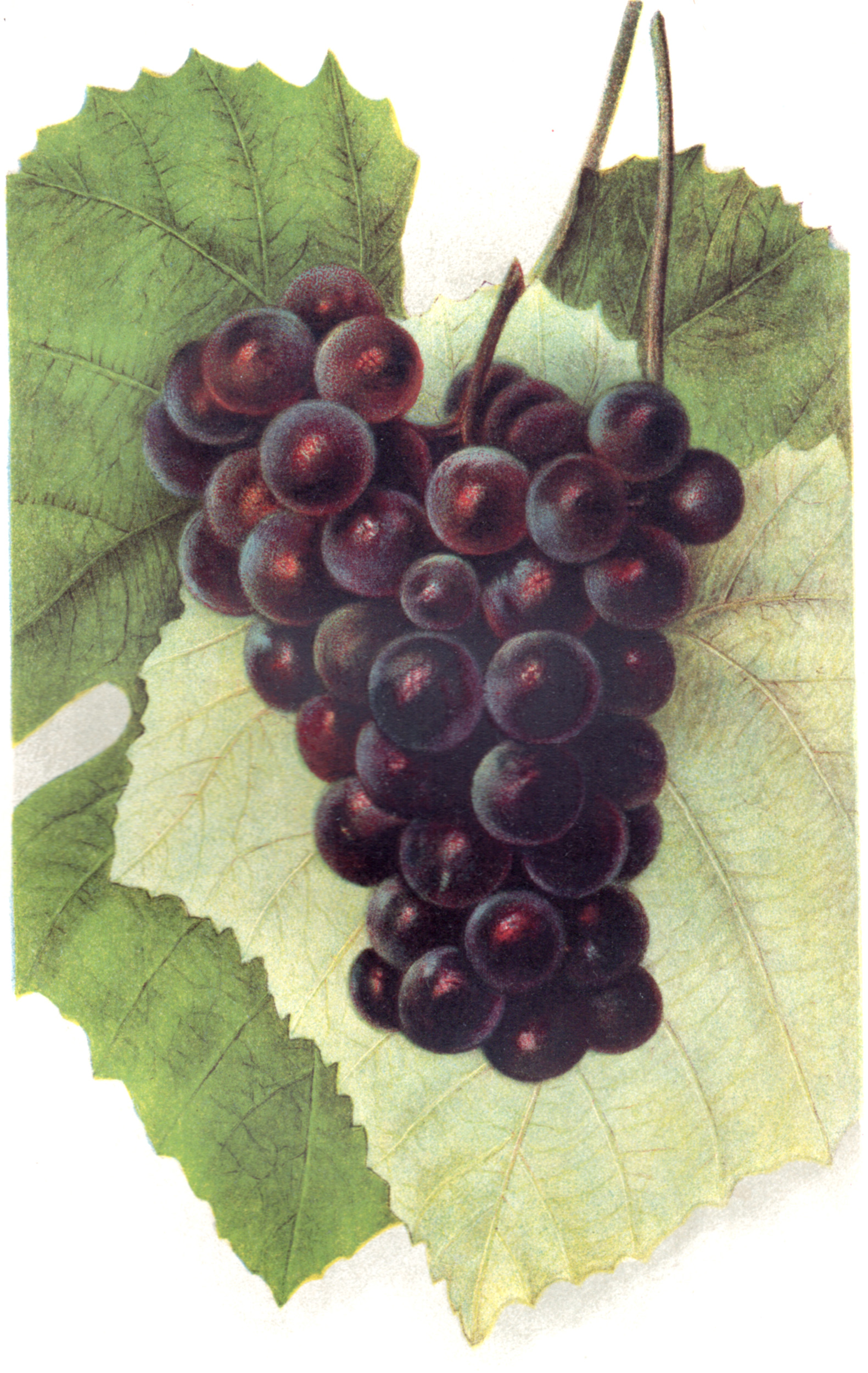 U.S. Dept. of Ag. – 1903 Fruit
