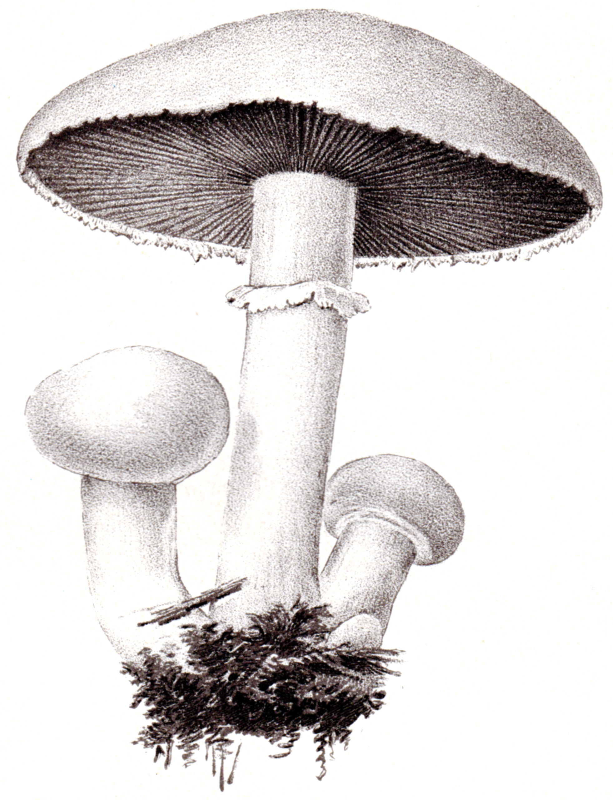 U.S. Dept. of Agriculture – Mushrooms 1897