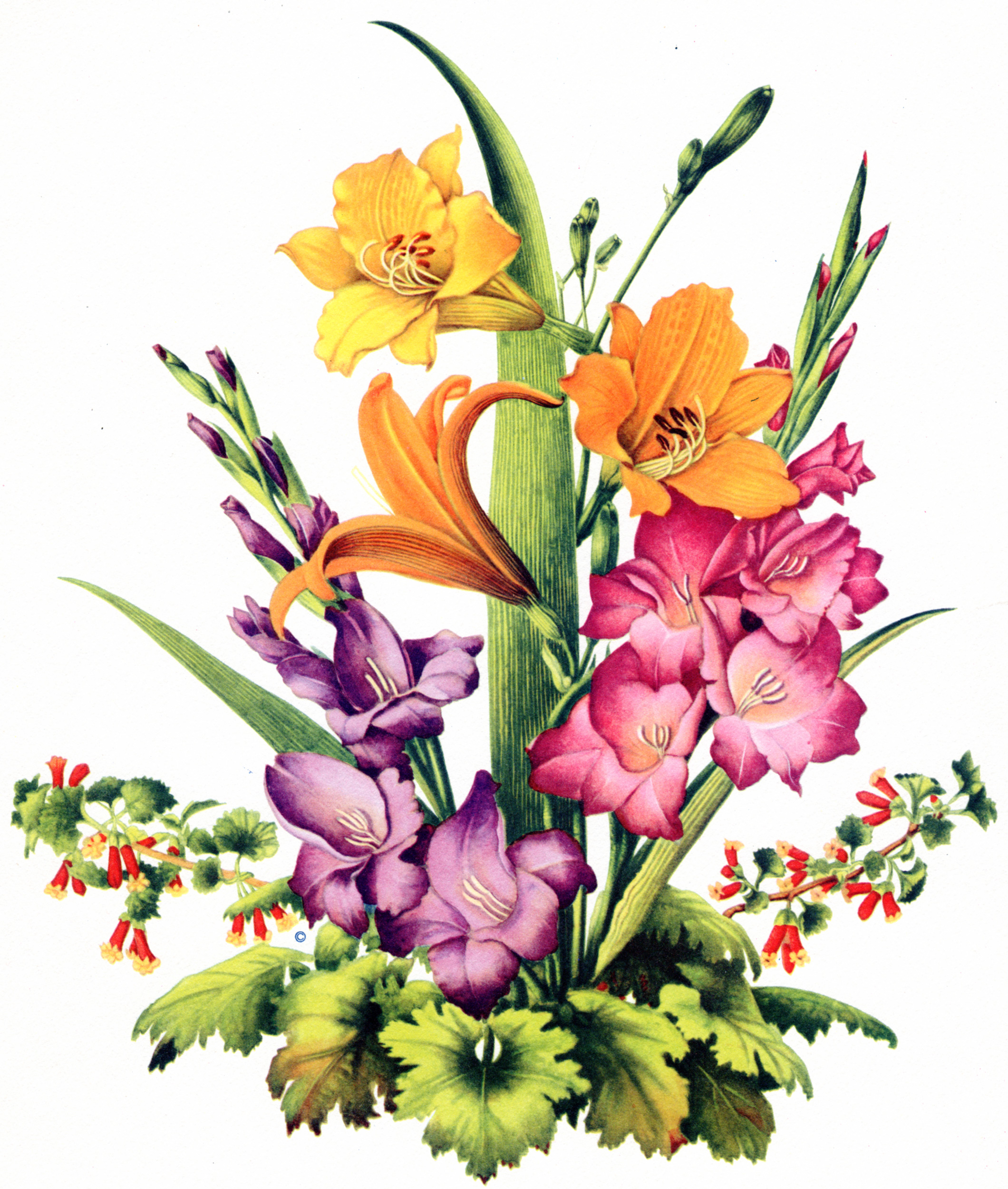 Vintage Floral lithographs