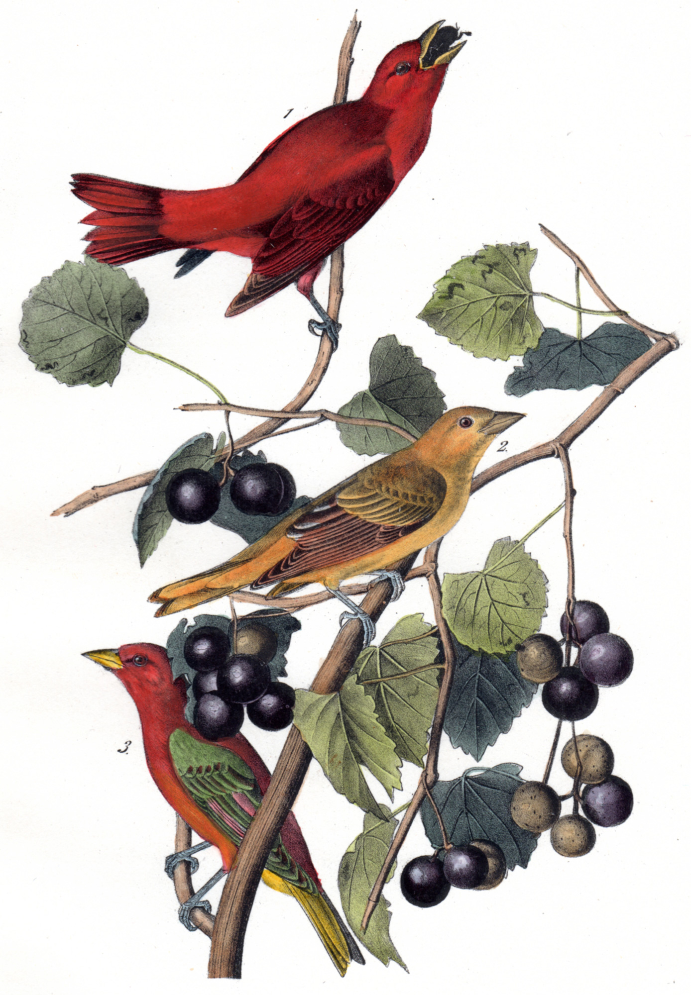 Audubon, John James