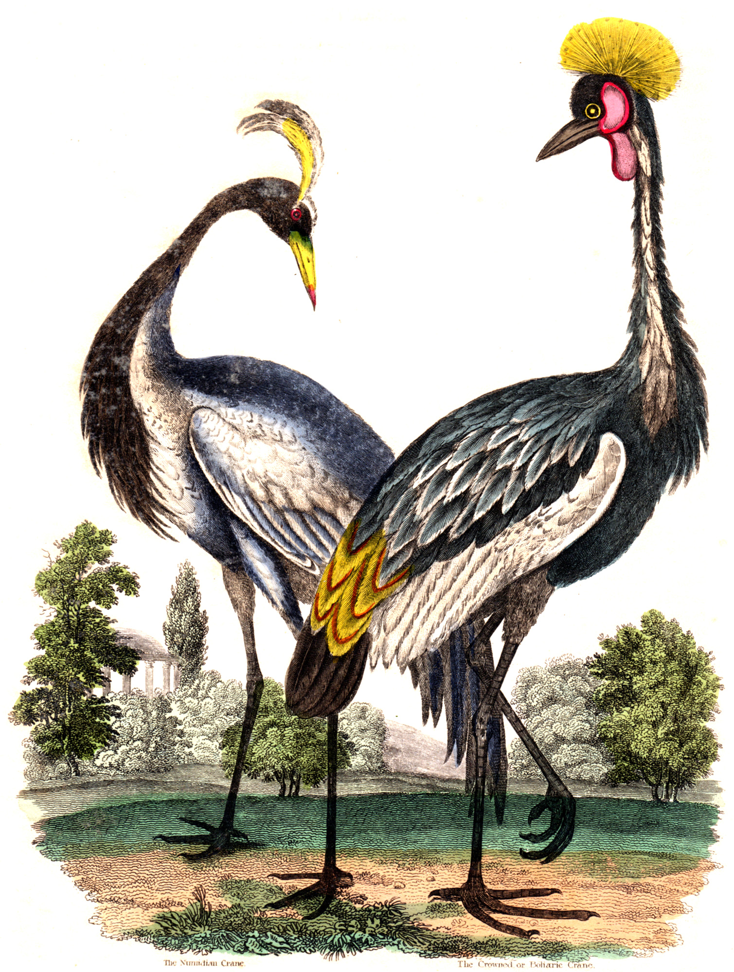 Buffon, Comte de – A Natural History 1834