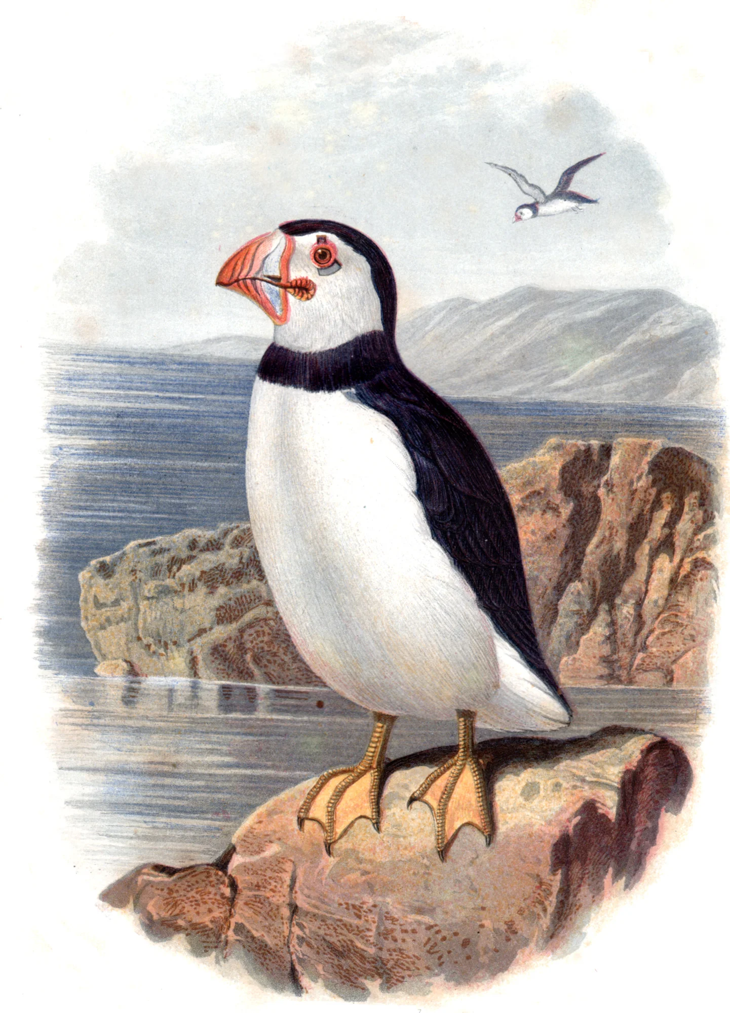 Cassell's Book of Birds