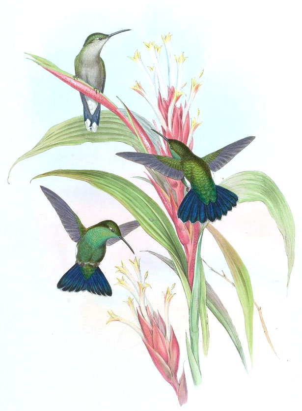 Gould, John – 1849 Hummingbirds