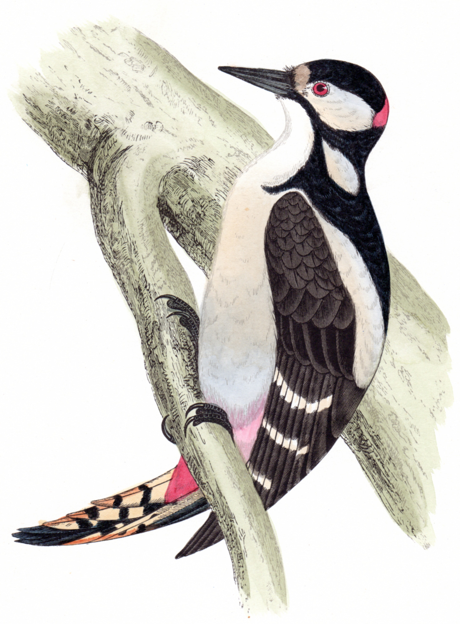 Morris,  Reverend Francis Orpen – British Birds