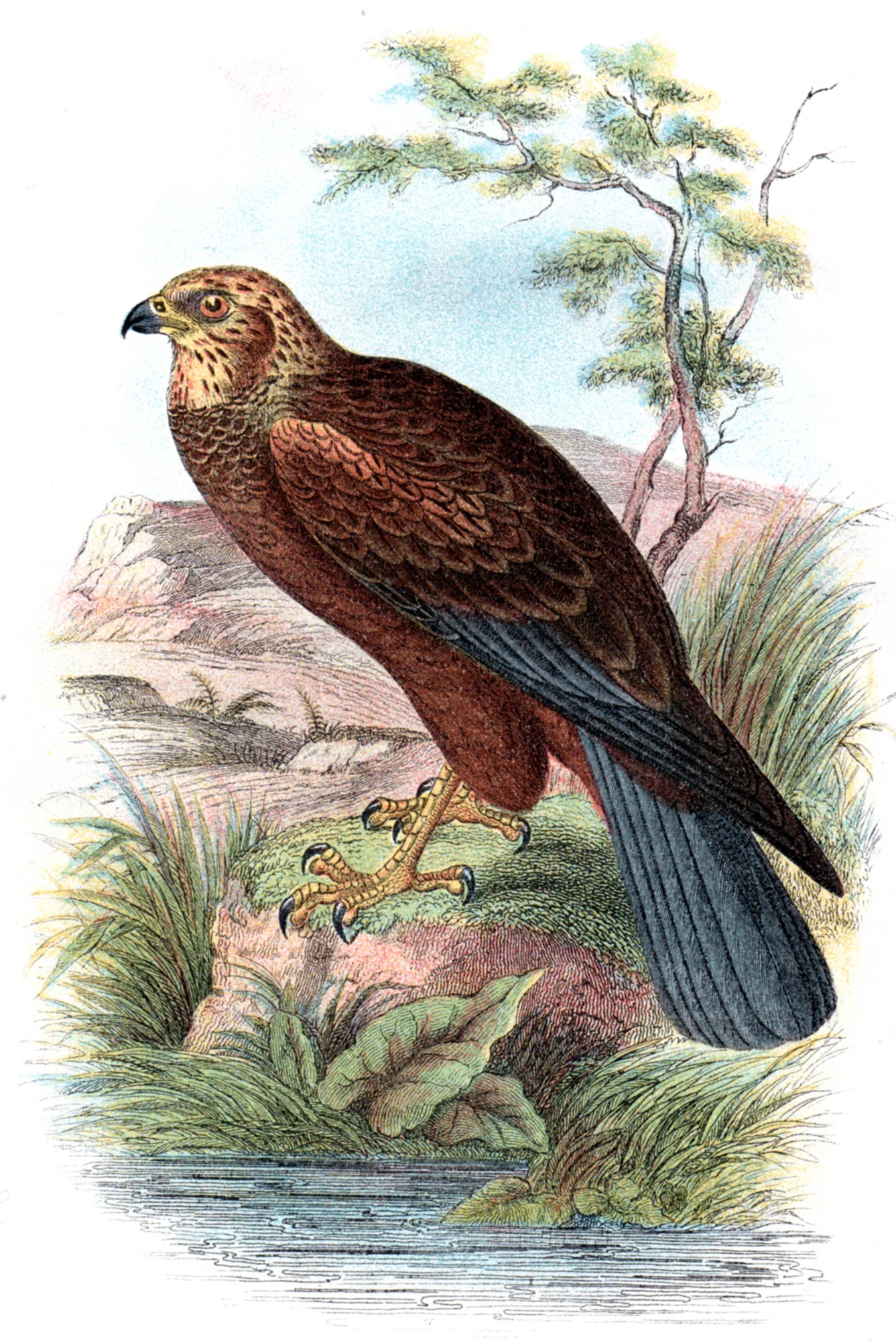 Wyman & Sons / Lloyd's Natural History