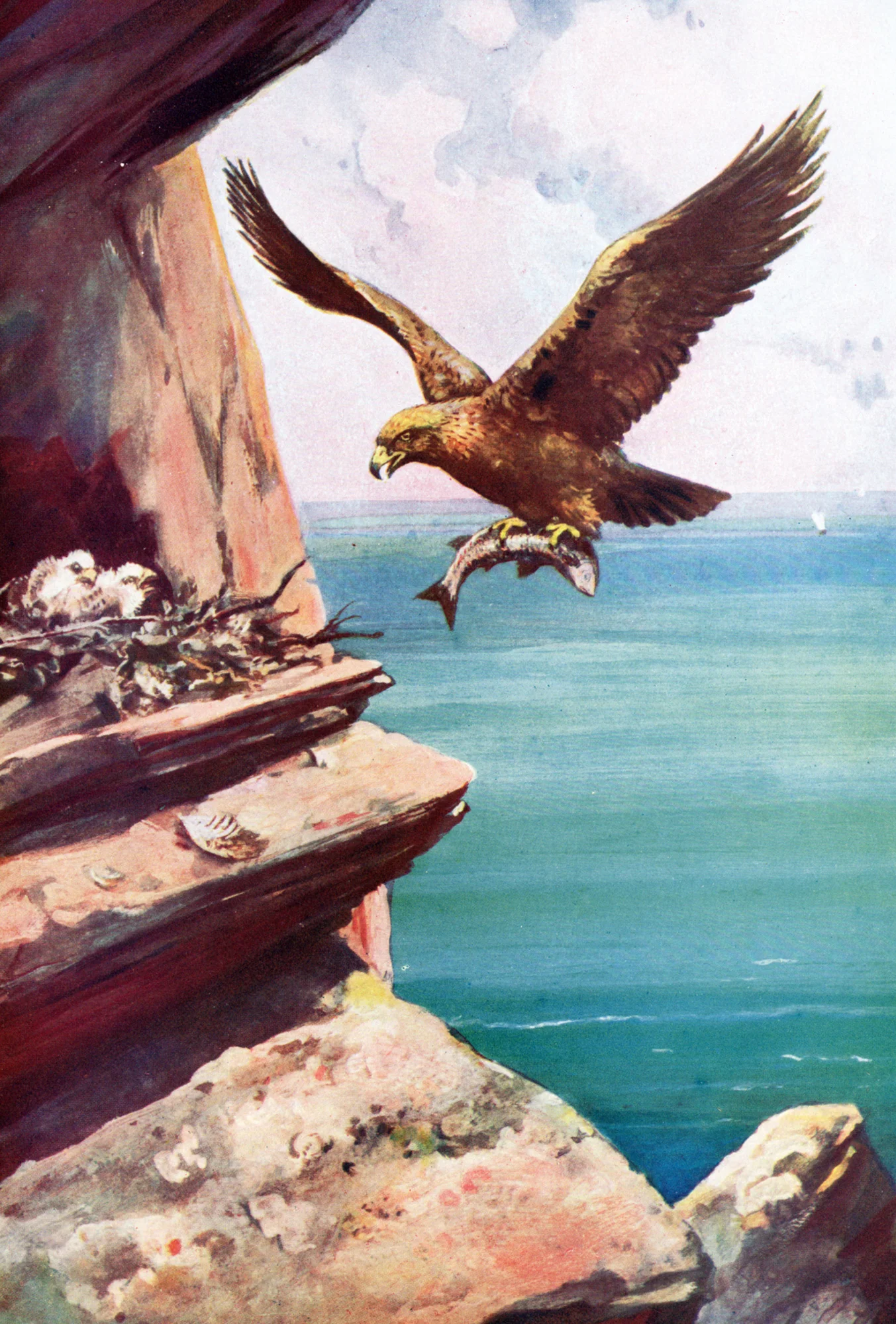 Bird prints, circa 1900