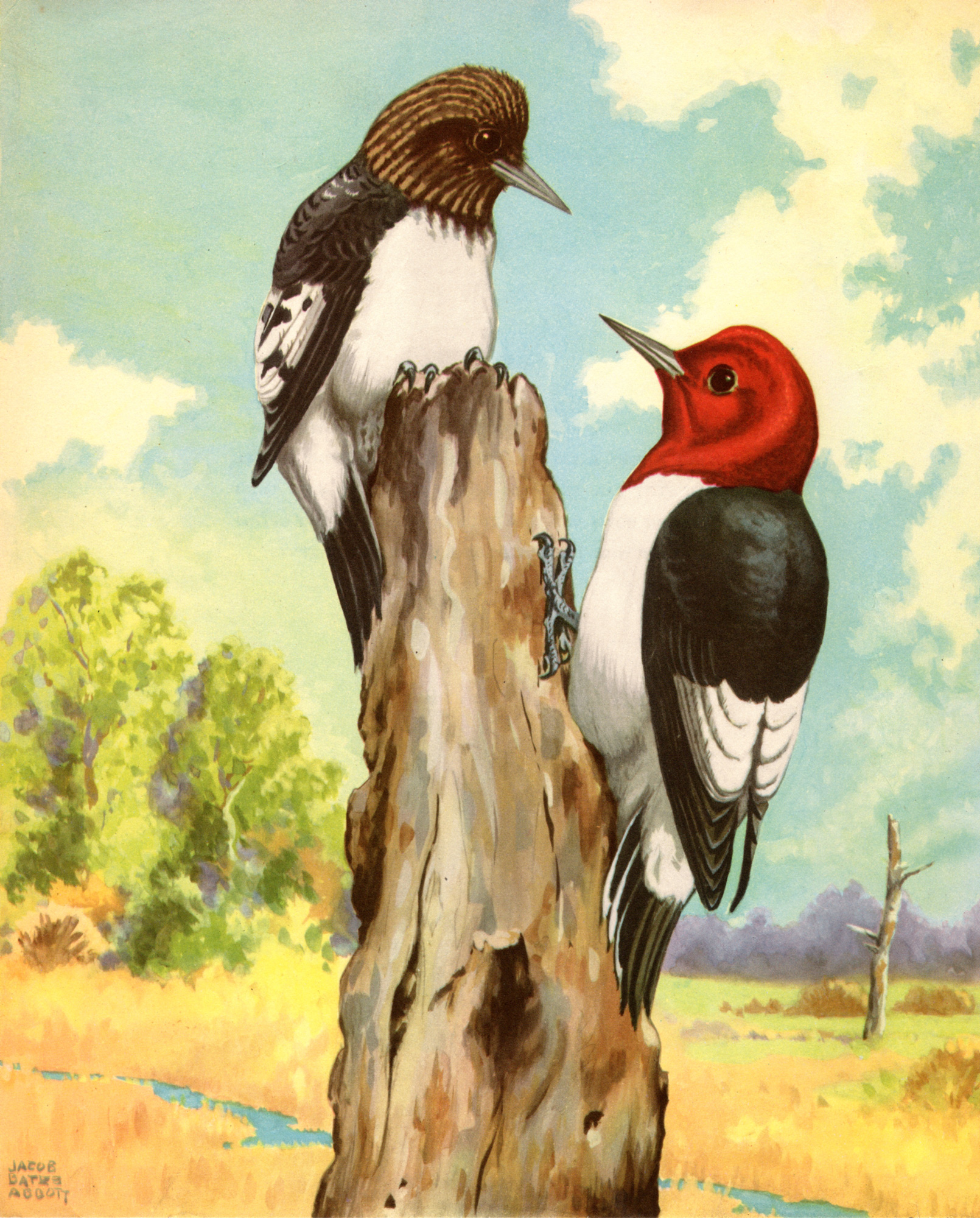 Jacob Bates Abbott vintage bird illustrations