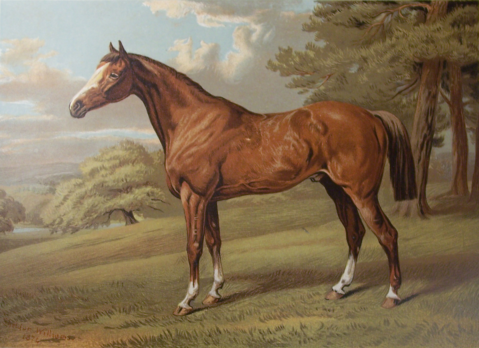 Cassell's Book of the Horse