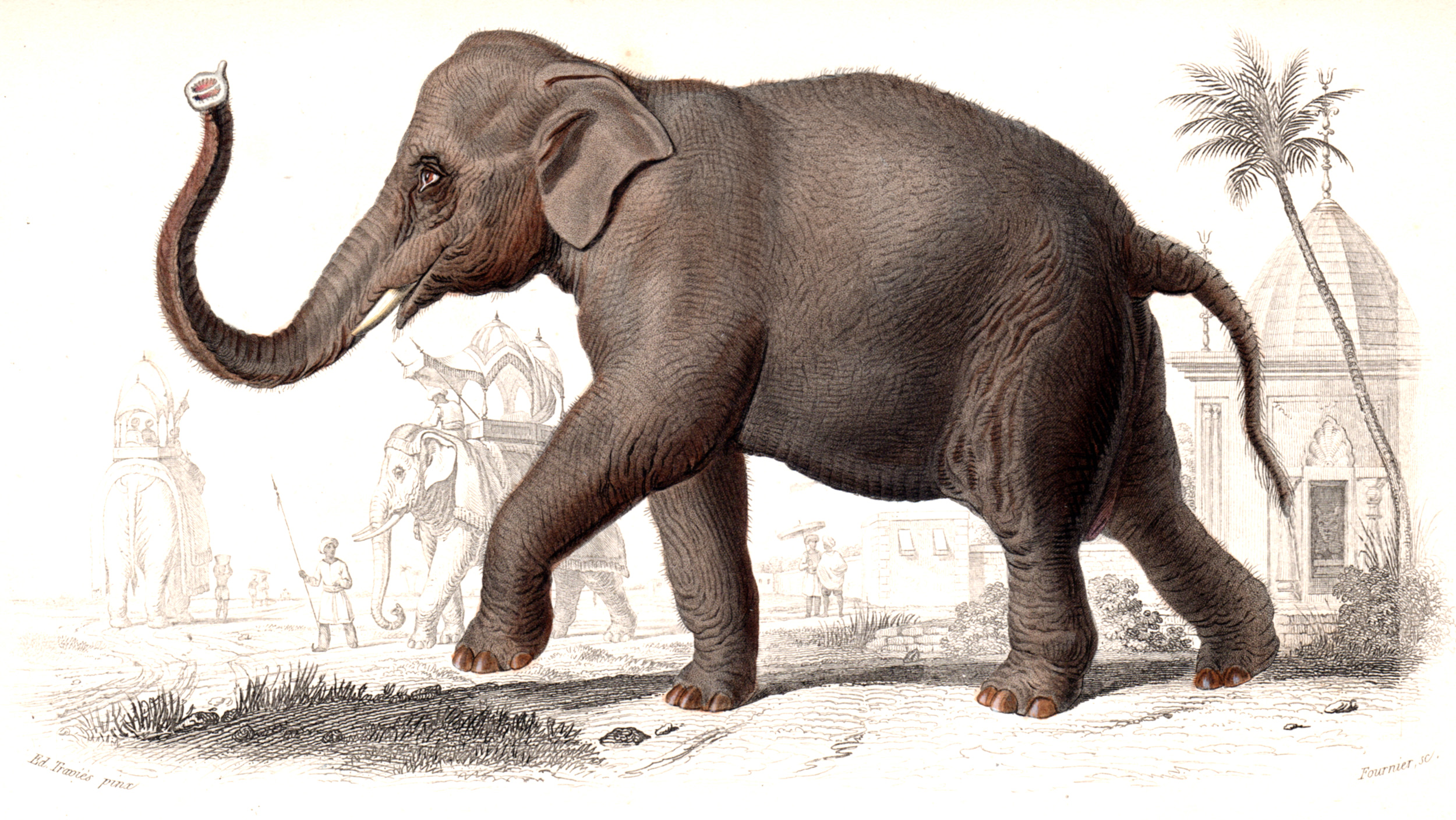 d'Orbigny, Charles – Mammals
