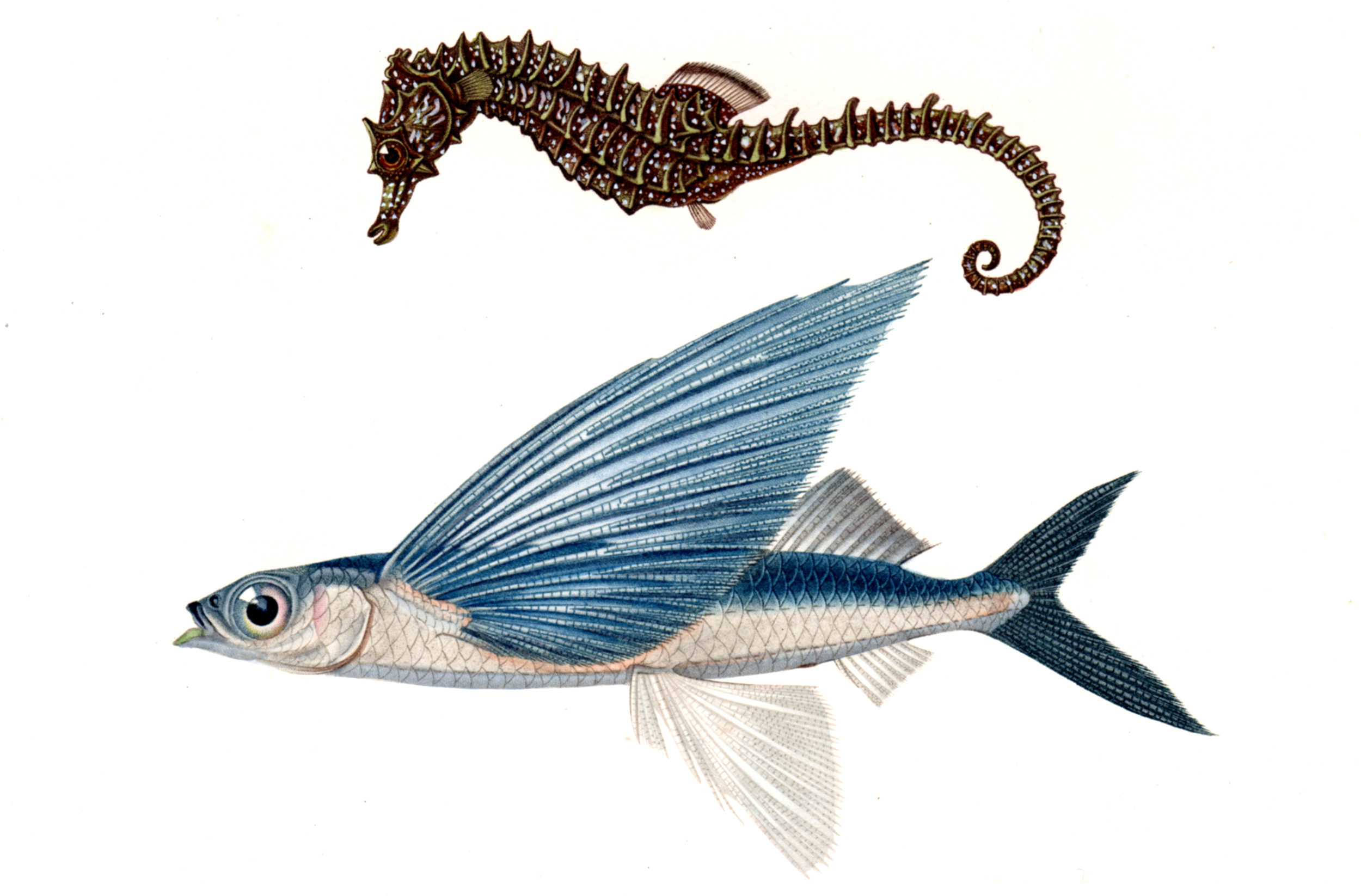 d'Orbigny, Charles – Fish, Shells, Sea Creatures