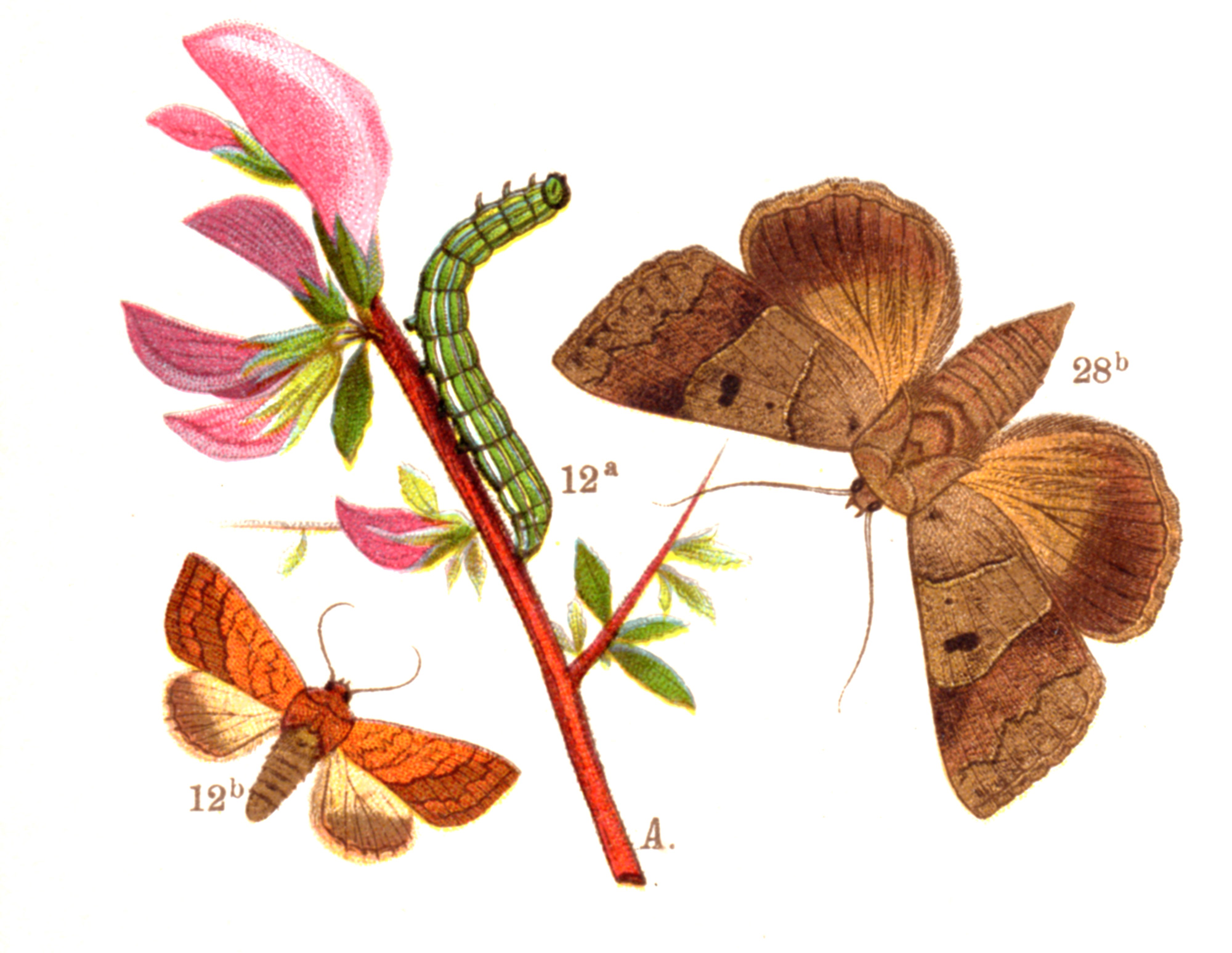 Butterflies, Moths, Caterpillars – circa 1880