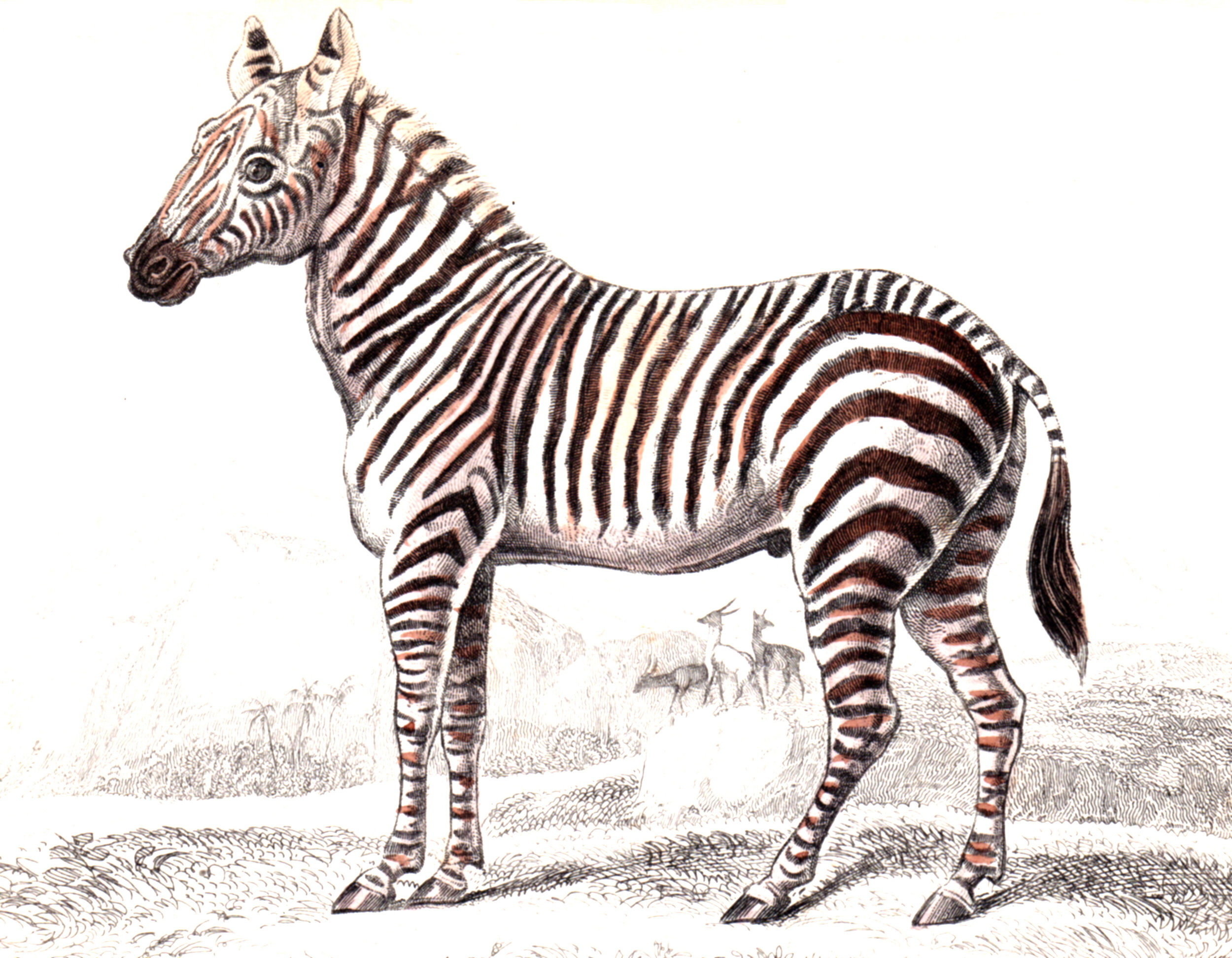 Jardine, Sir Wm / Lizars, Wm – Horses, Zebras, Equine
