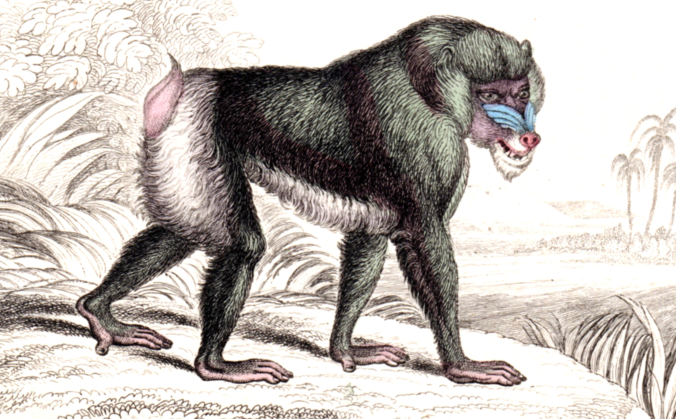 Jardine, Sir Wm / Lizars, Wm – Monkeys, Apes, Primates