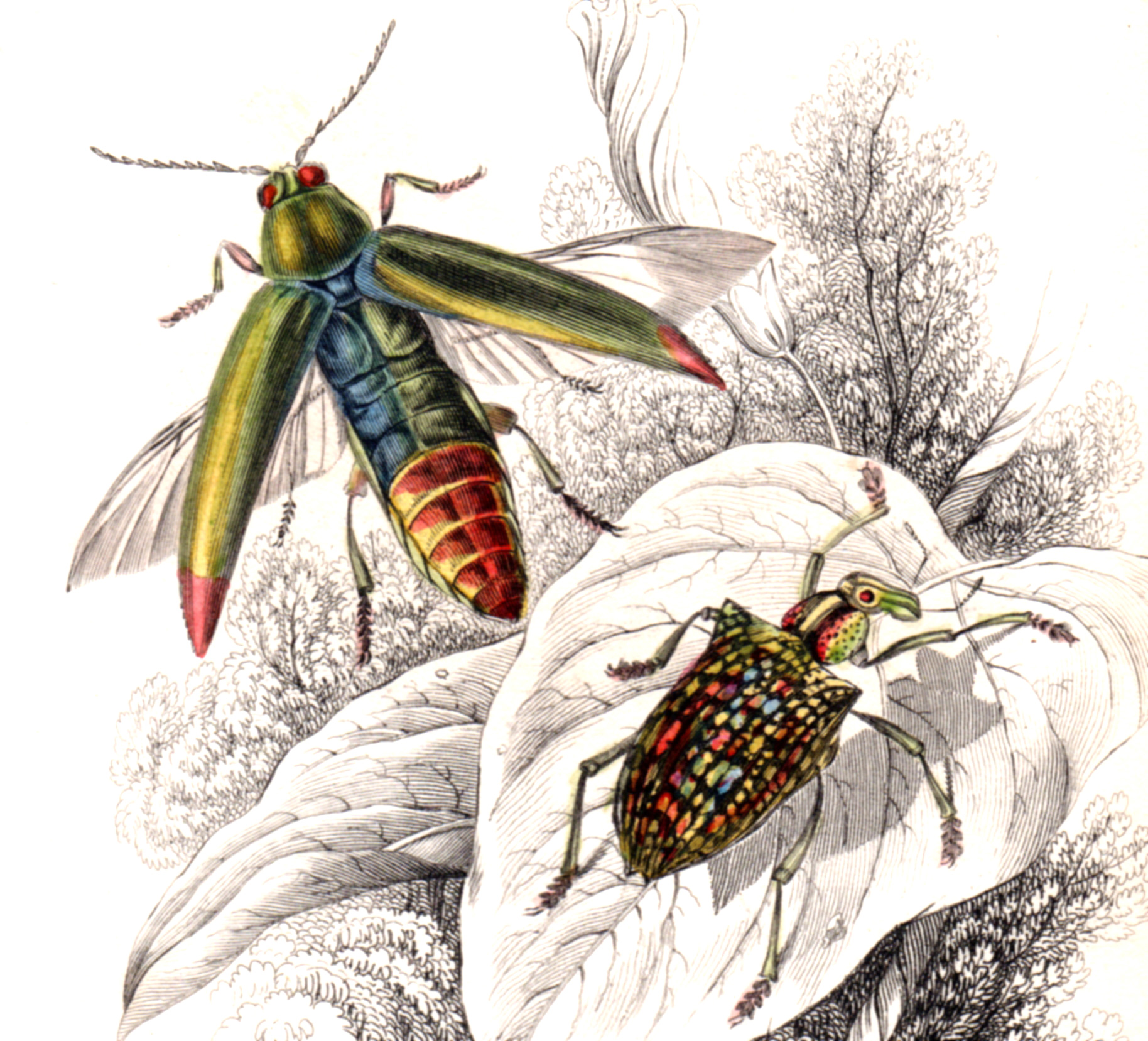 Jardine, Sir Wm / Lizars, Wm – Beetles, Insects