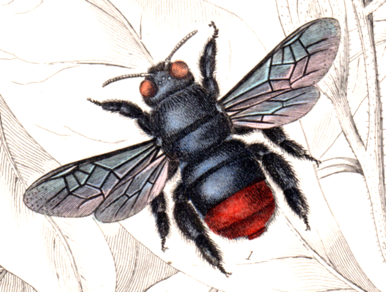 Jardine, Sir Wm / Lizars, Wm – Bees, Insects