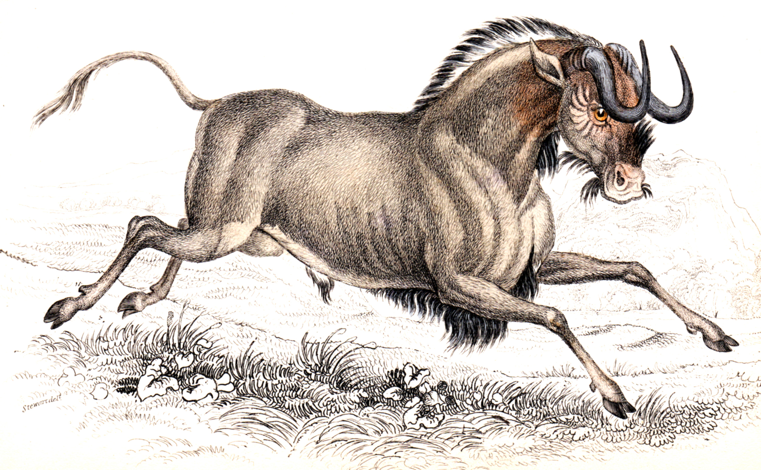 Jardine, Sir Wm / Lizars, Wm – Deer, Antelope, Bison, etc.