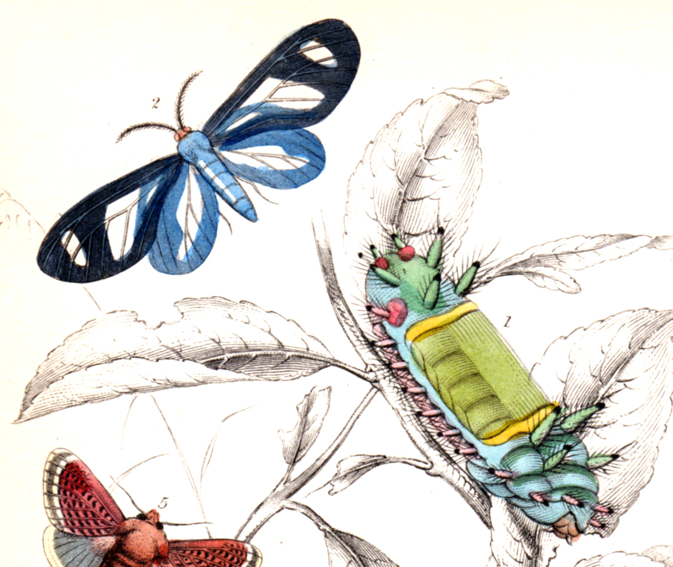 Jardine, Sir Wm / Lizars, Wm – Butterflies, caterpillars, etc.