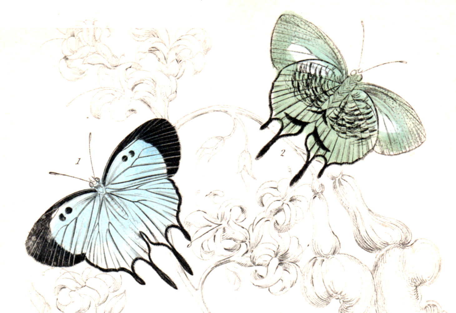 Jardine, Sir Wm / Lizars, Wm – Exotic Moths, caterpillars, etc.