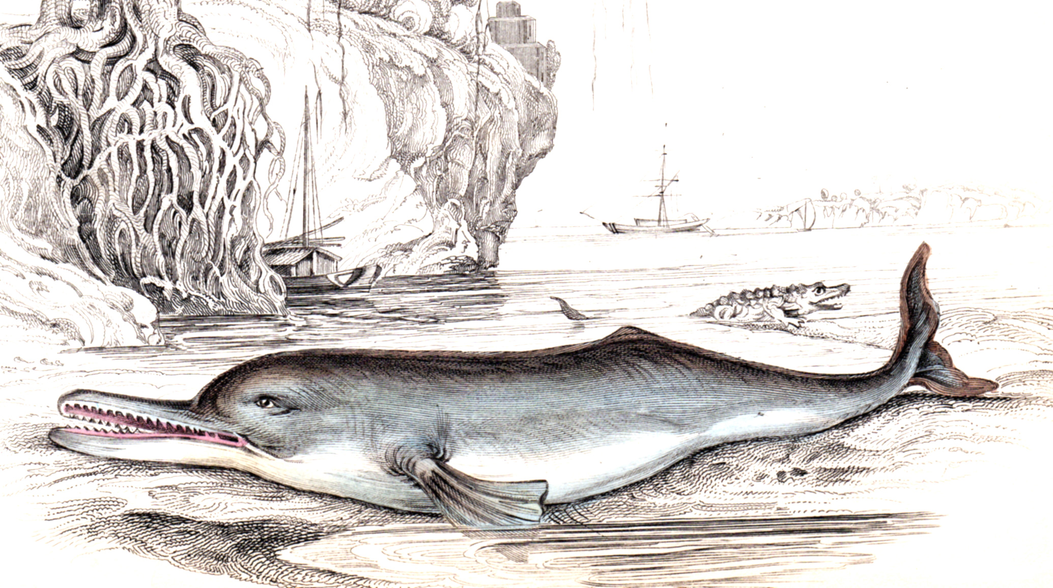 Jardine, Sir Wm / Lizars, Wm – Whales, Dolphins, Porpoises, etc.