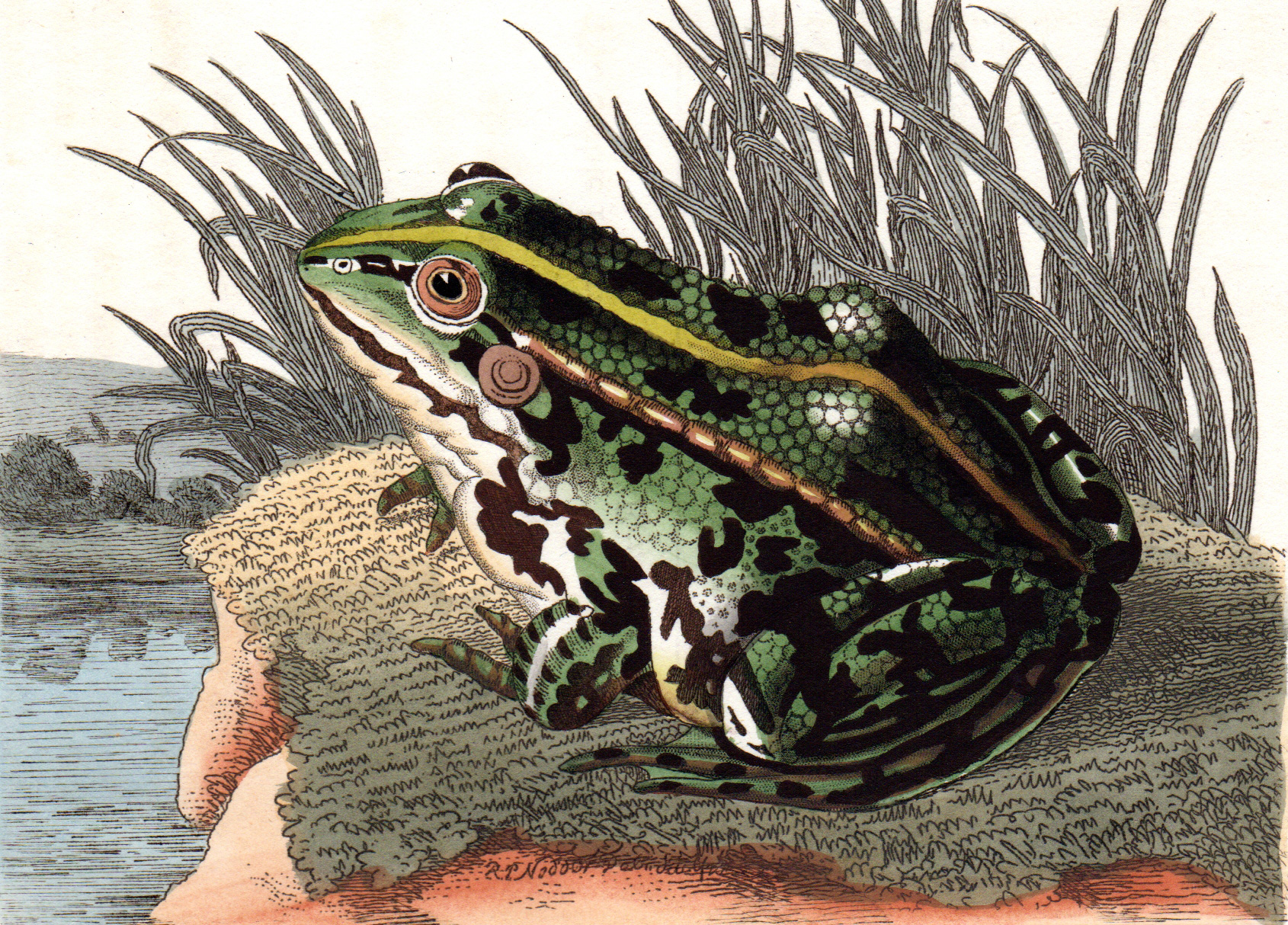 Shaw, George / Nodder, Frederick & Robert P. – Frogs, Turtles, Lizards, etc.