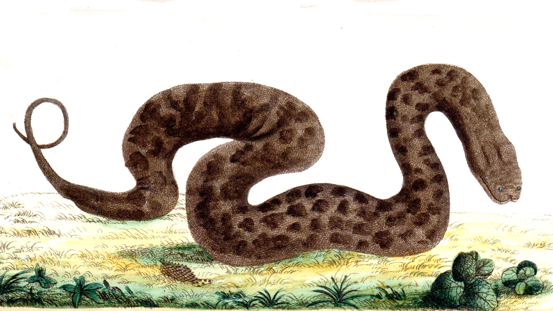 Shaw, George / Nodder, Frederick & Robert P. – Snakes, Eels, etc.