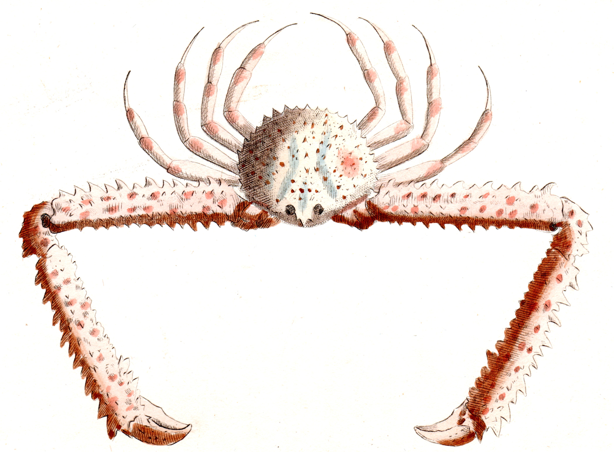 Shaw, George / Nodder, Frederick & Robert P. – Crabs, Shrimp, Lobsters, etc.