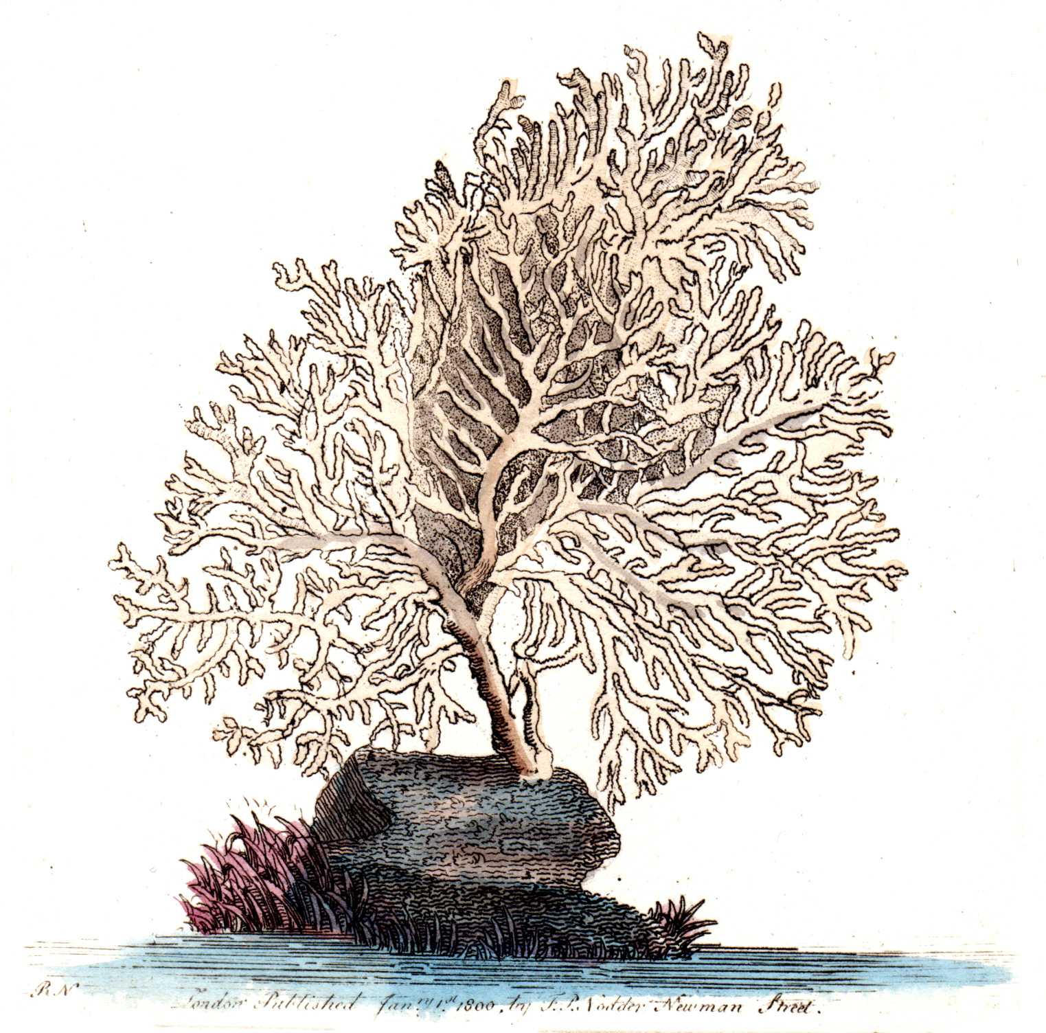 Shaw, George / Nodder, Frederick & Robert P. – Corals, Sponges, Anemones, etc.