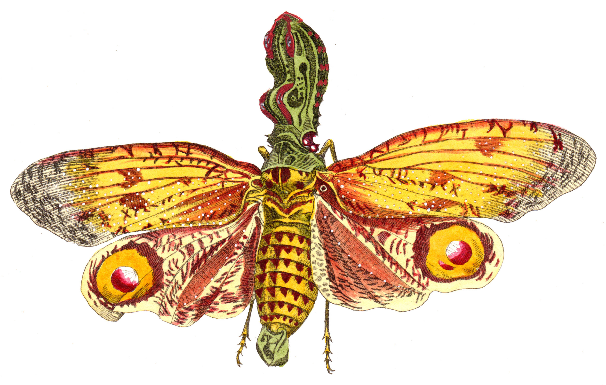 Shaw, George / Nodder, Frederick & Robert P. – Butterflies, Caterpillars, etc.