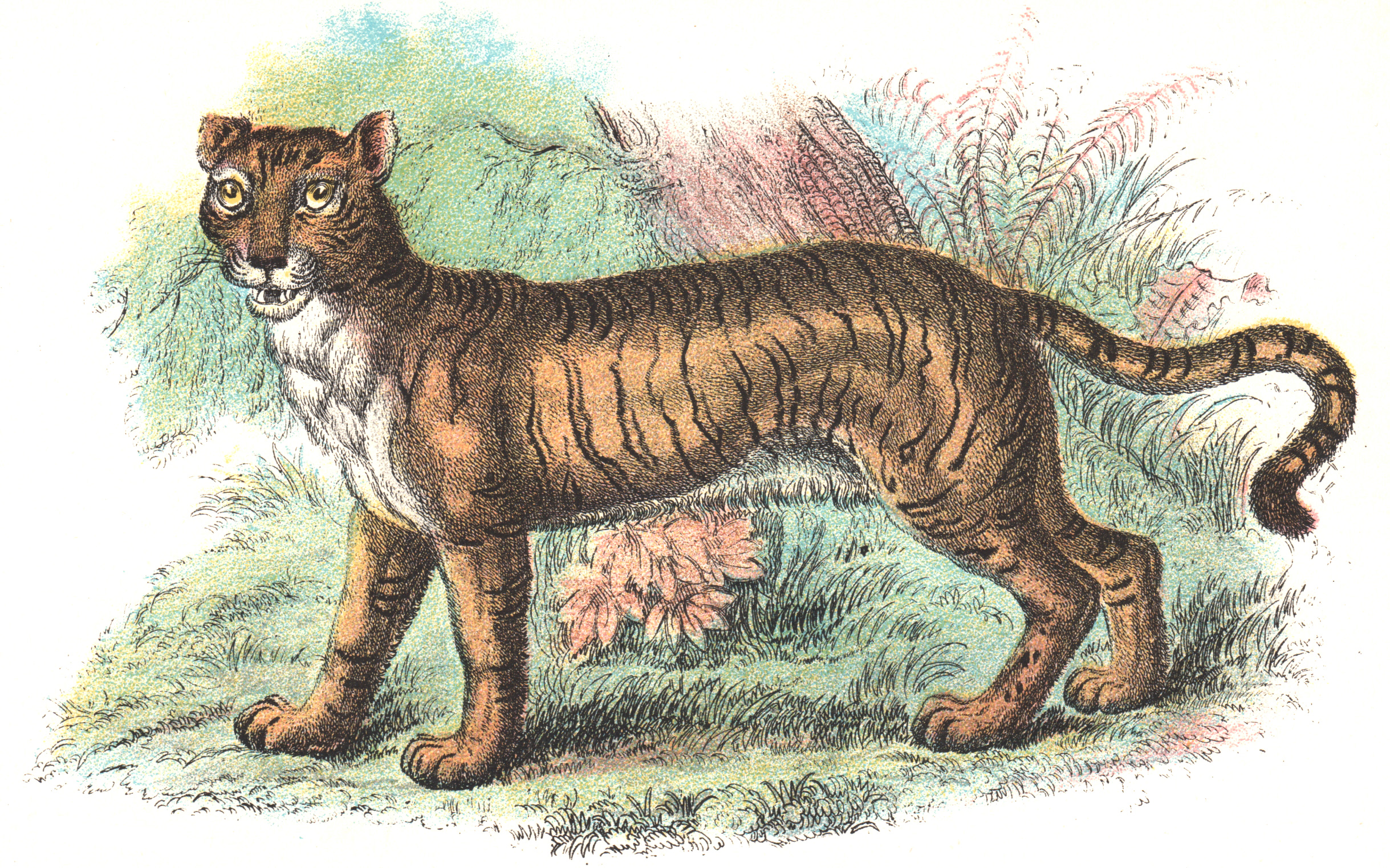 Wyman & Sons / Lloyd's Natural History – Big Cats