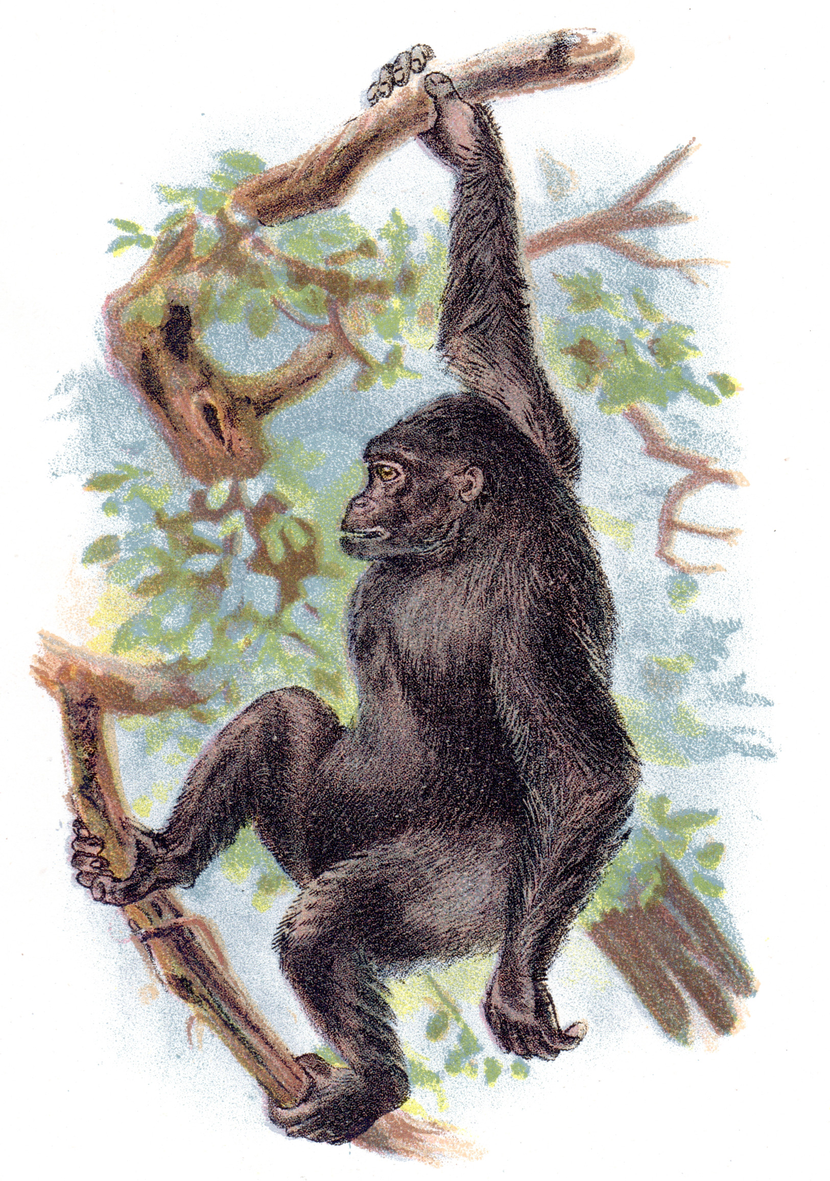 Wyman & Sons / Lloyd's Natural History – Monkeys, Apes, Primates