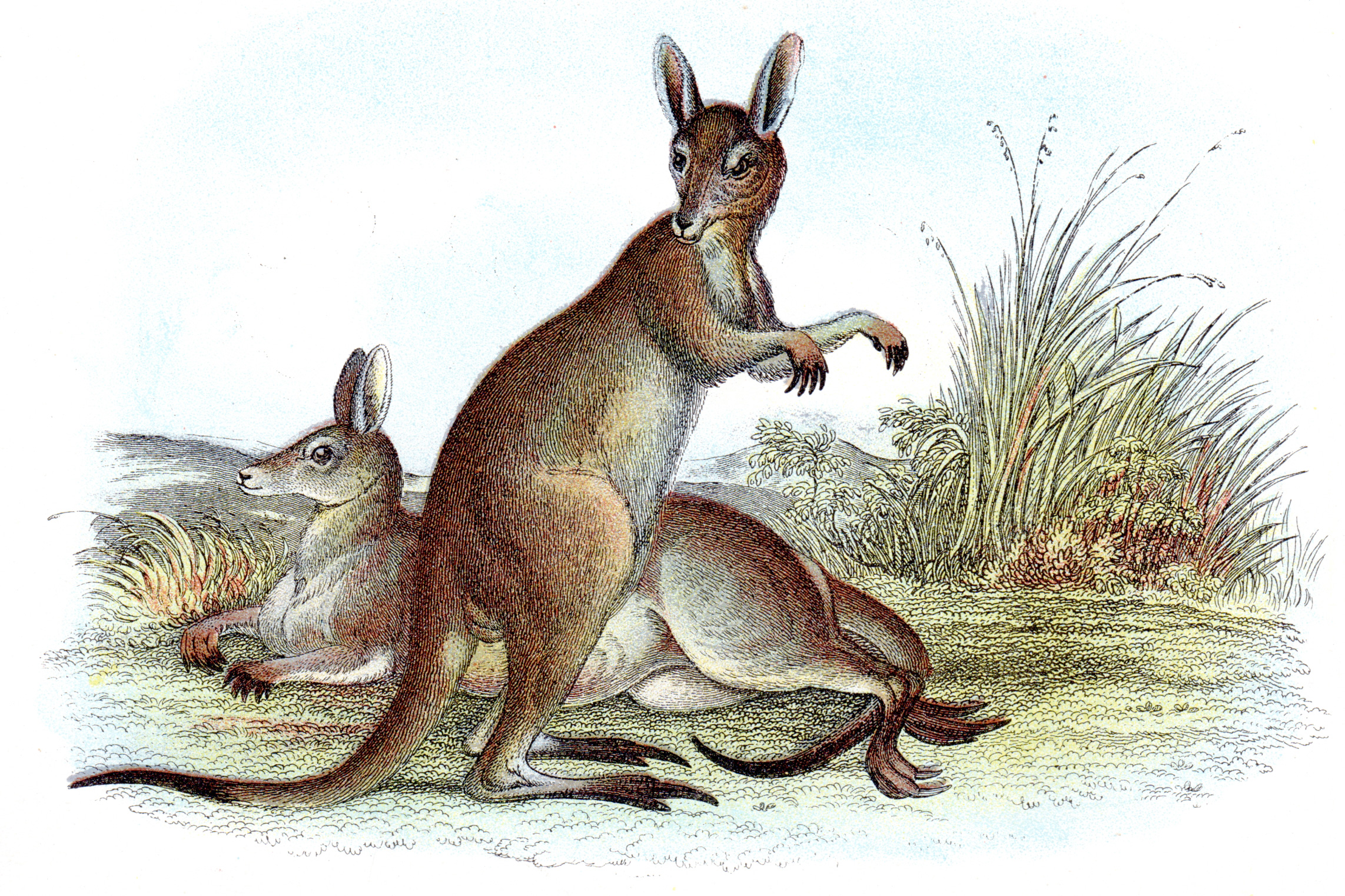 Wyman & Sons / Lloyd's Natural History – Marsupials, Bats, Mammals, etc.
