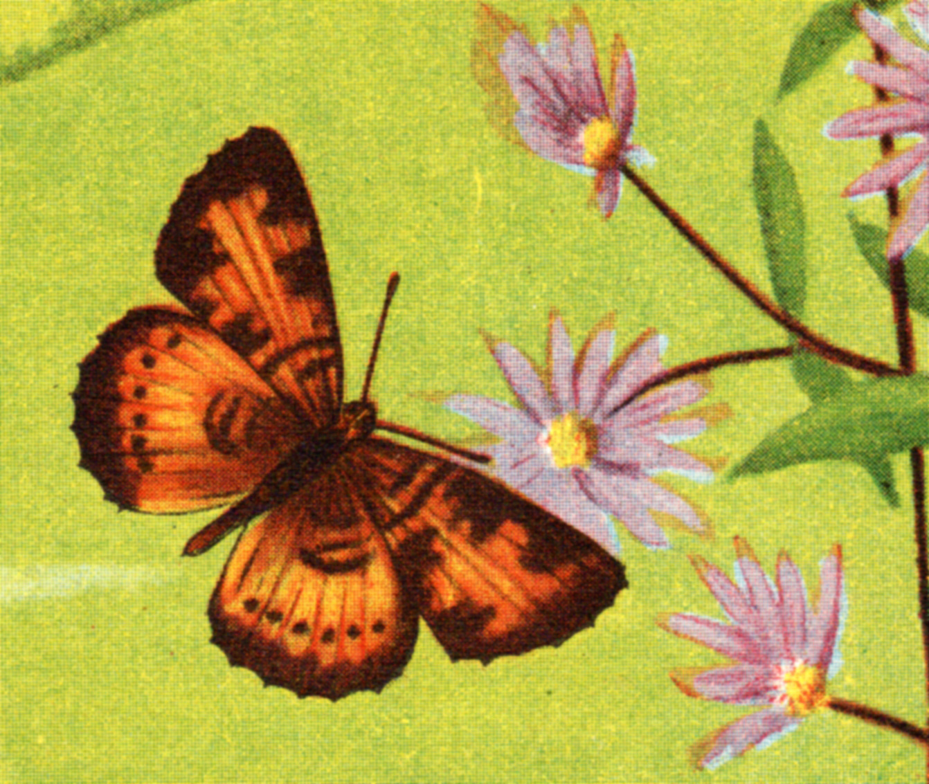 Butterflies, circa 1890