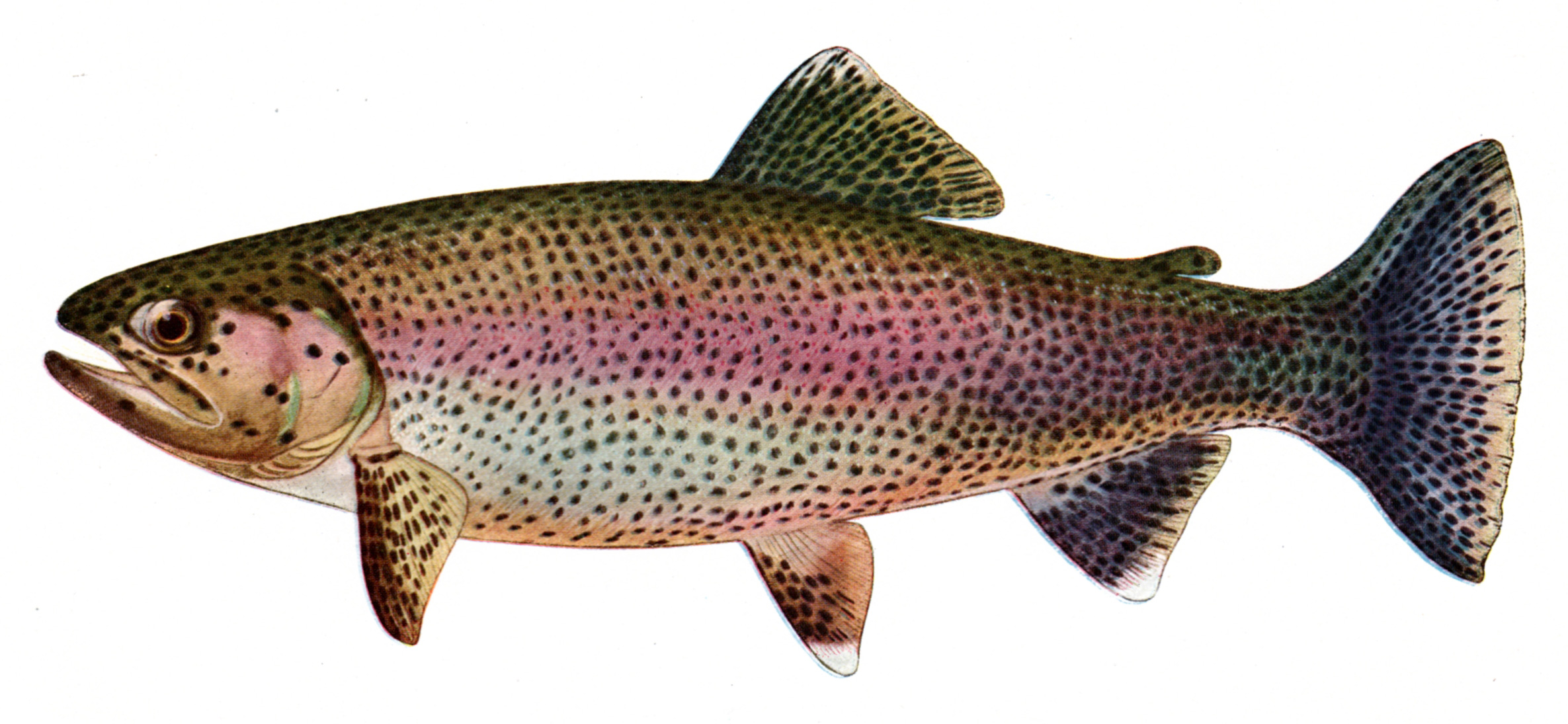 Charles Zibeon Southard Trout