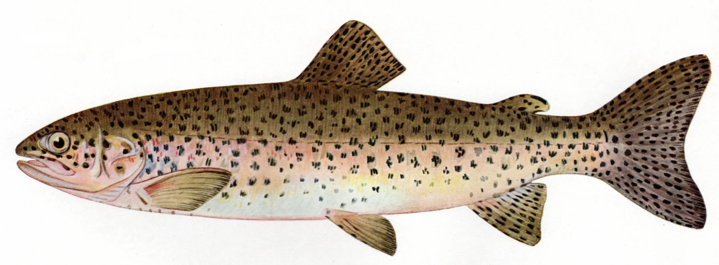 Southard, Charles Zibeon / Trout Fly-fishing in America (1914)