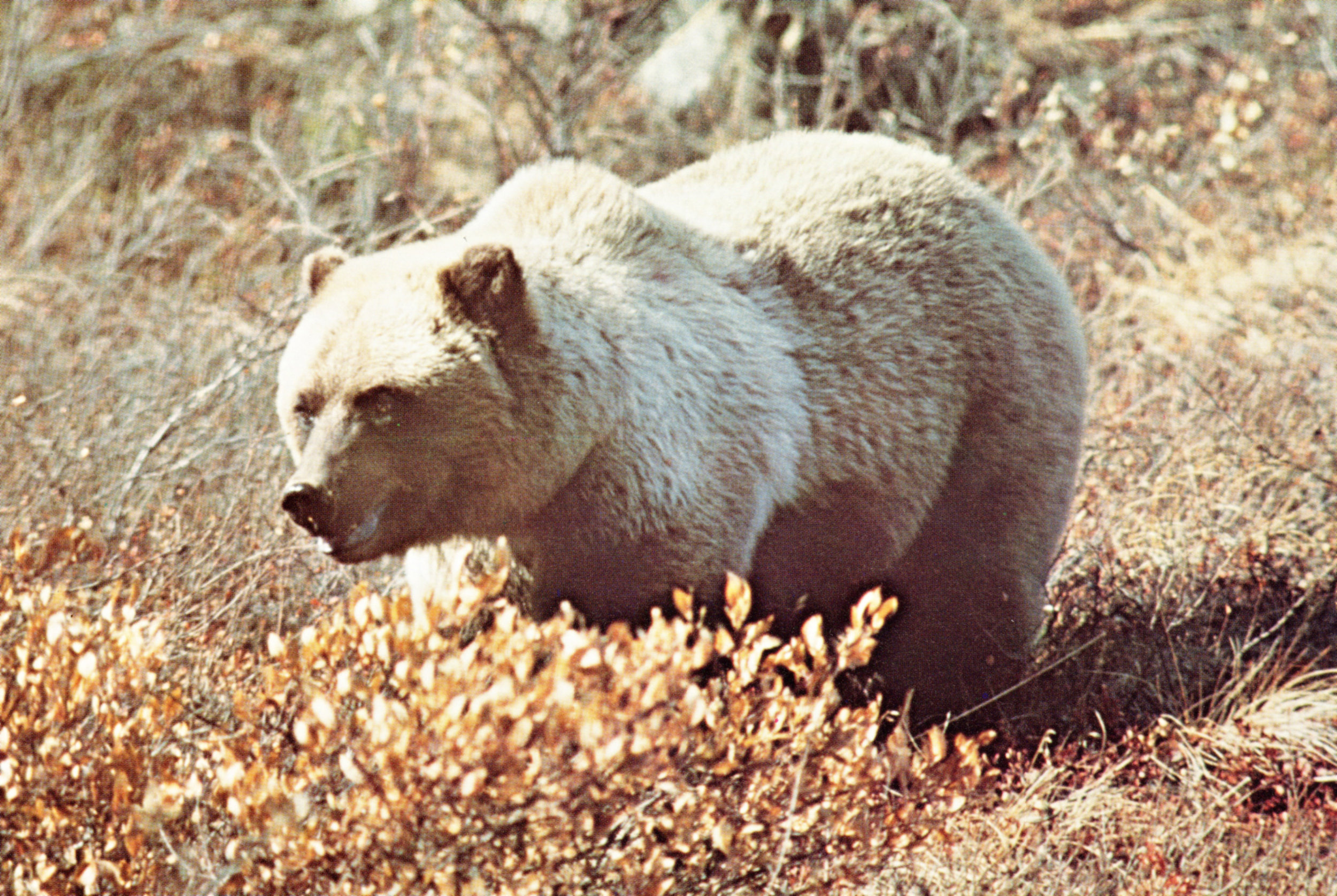 vintage North American wildlife photos