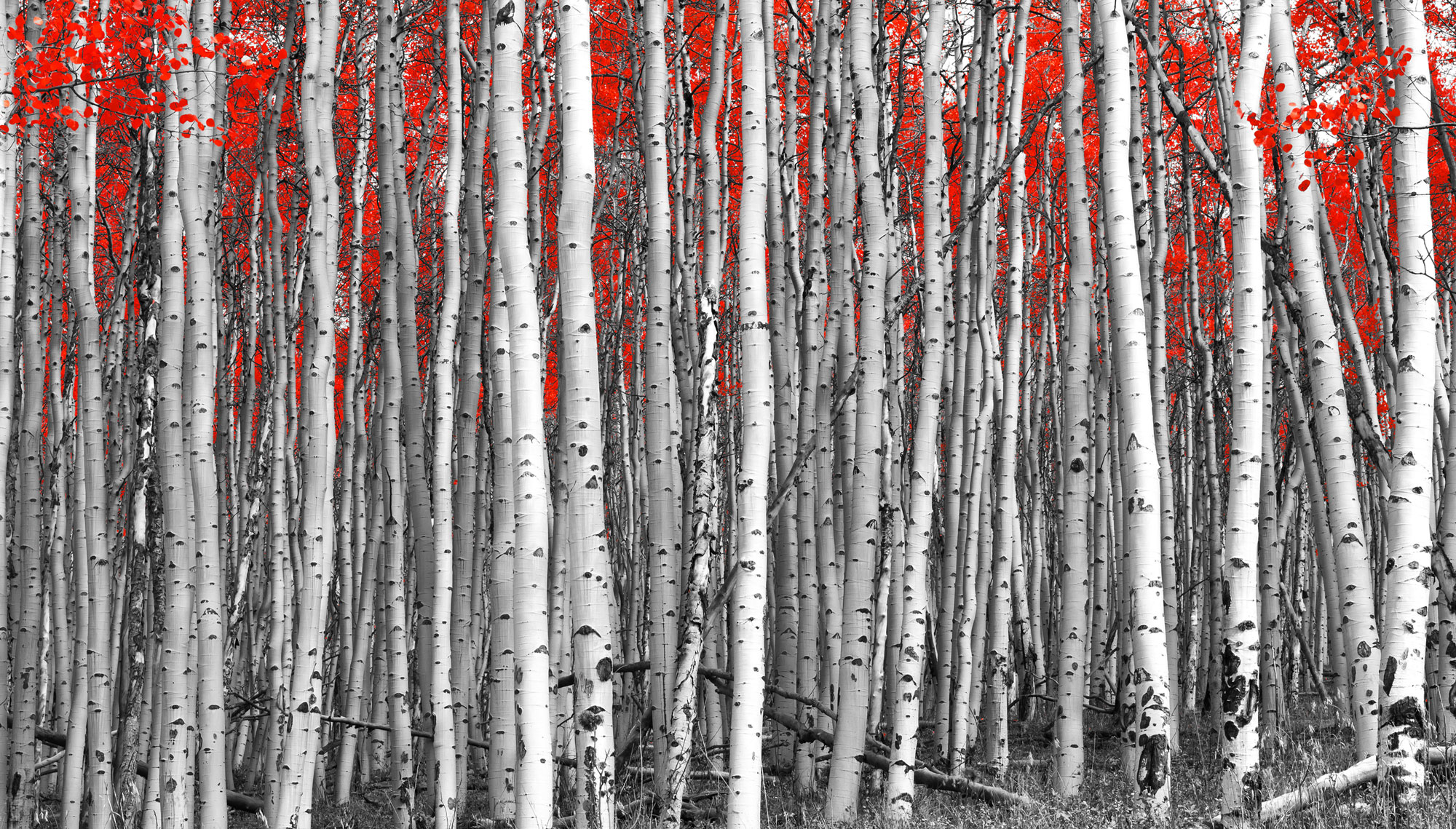 shutterstock_409936090_sm.jpg