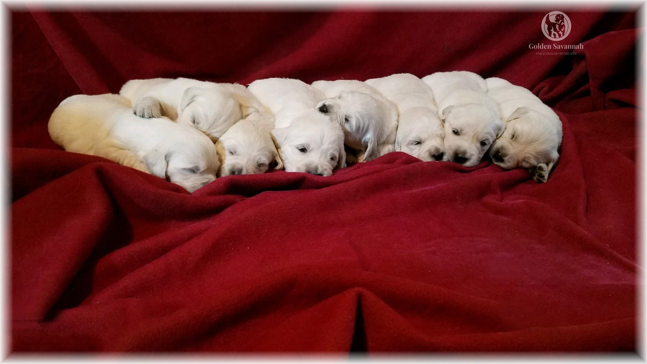 Mia and Charlie's Girls.