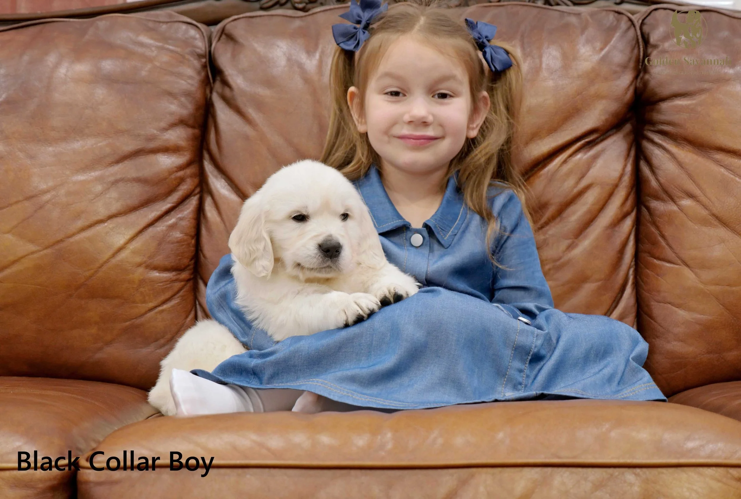 Black Collar Boy b.jpg