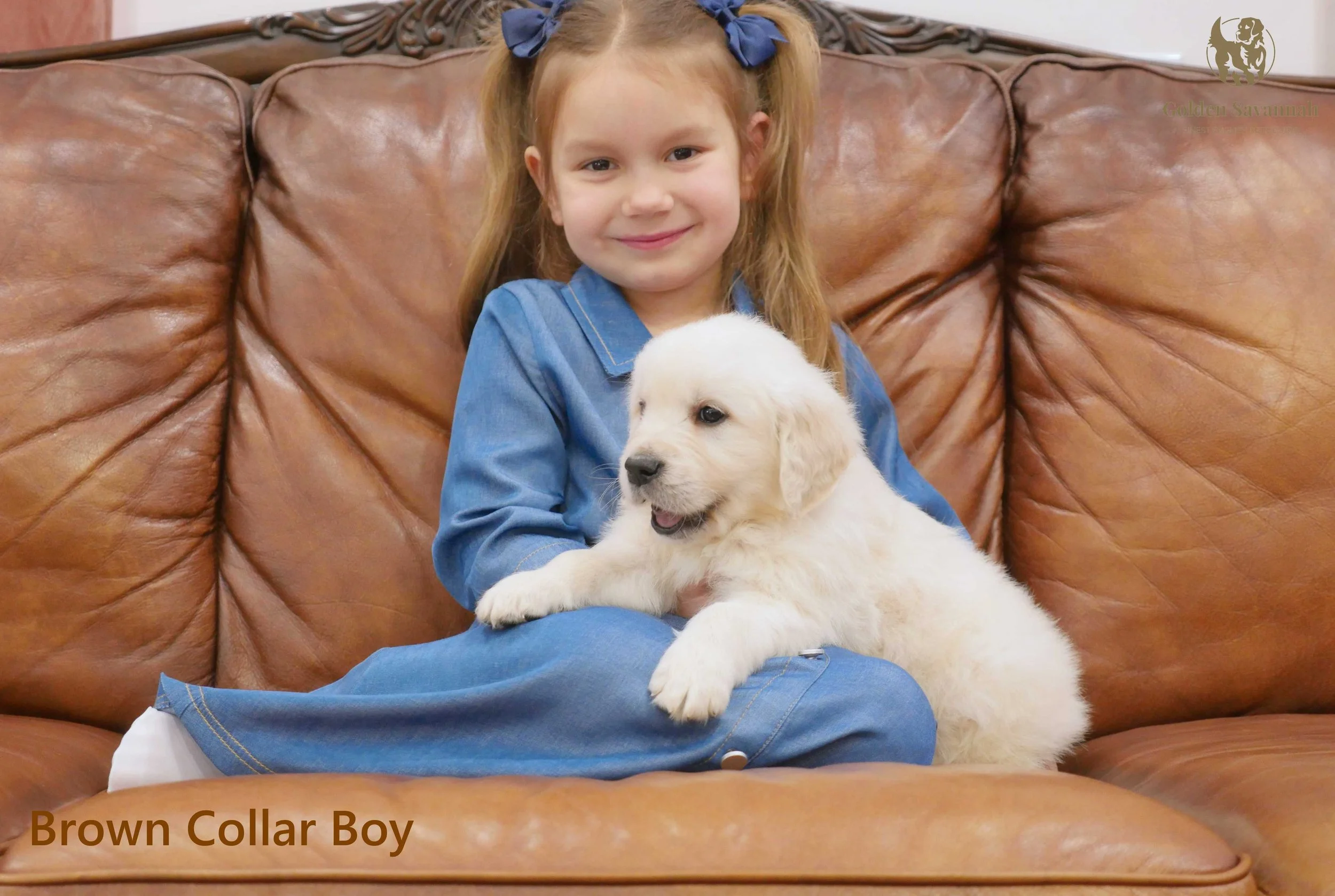 Brown Collar Boy a.jpg