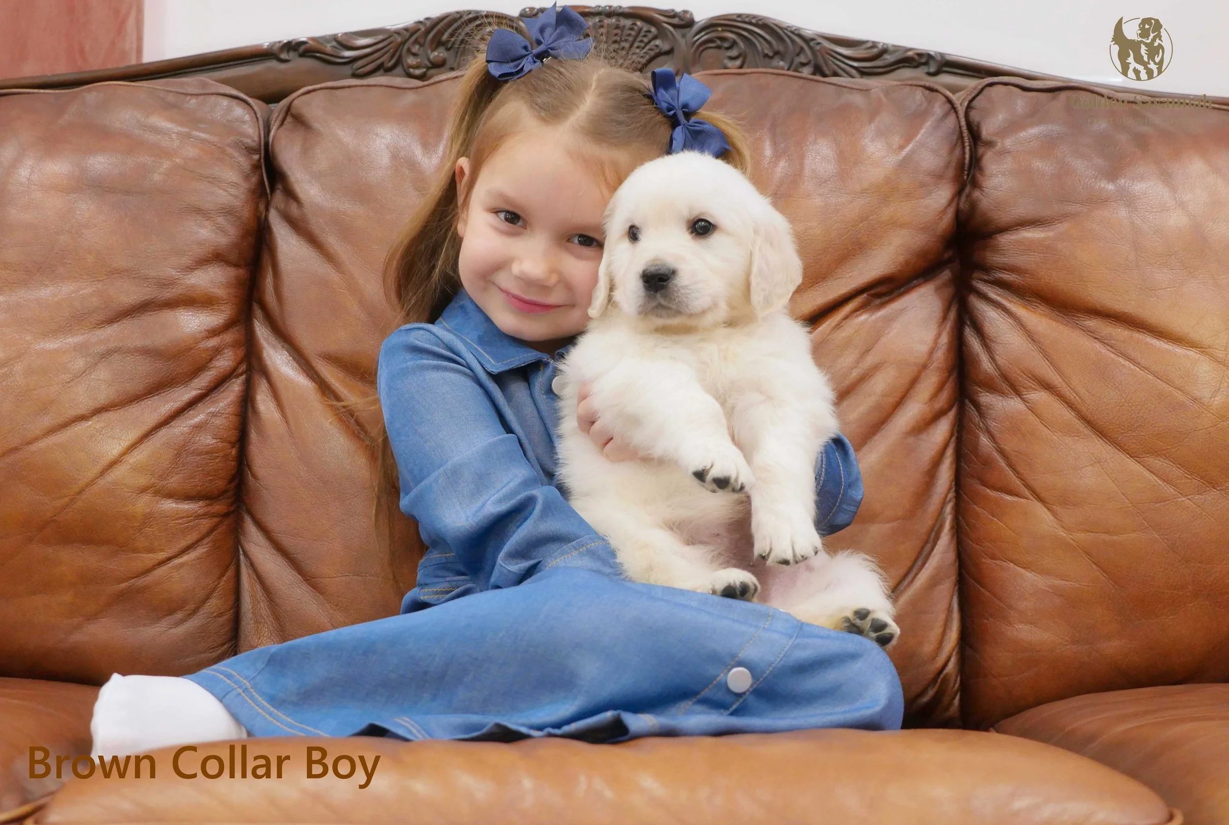 Brown Collar Boy c.jpg